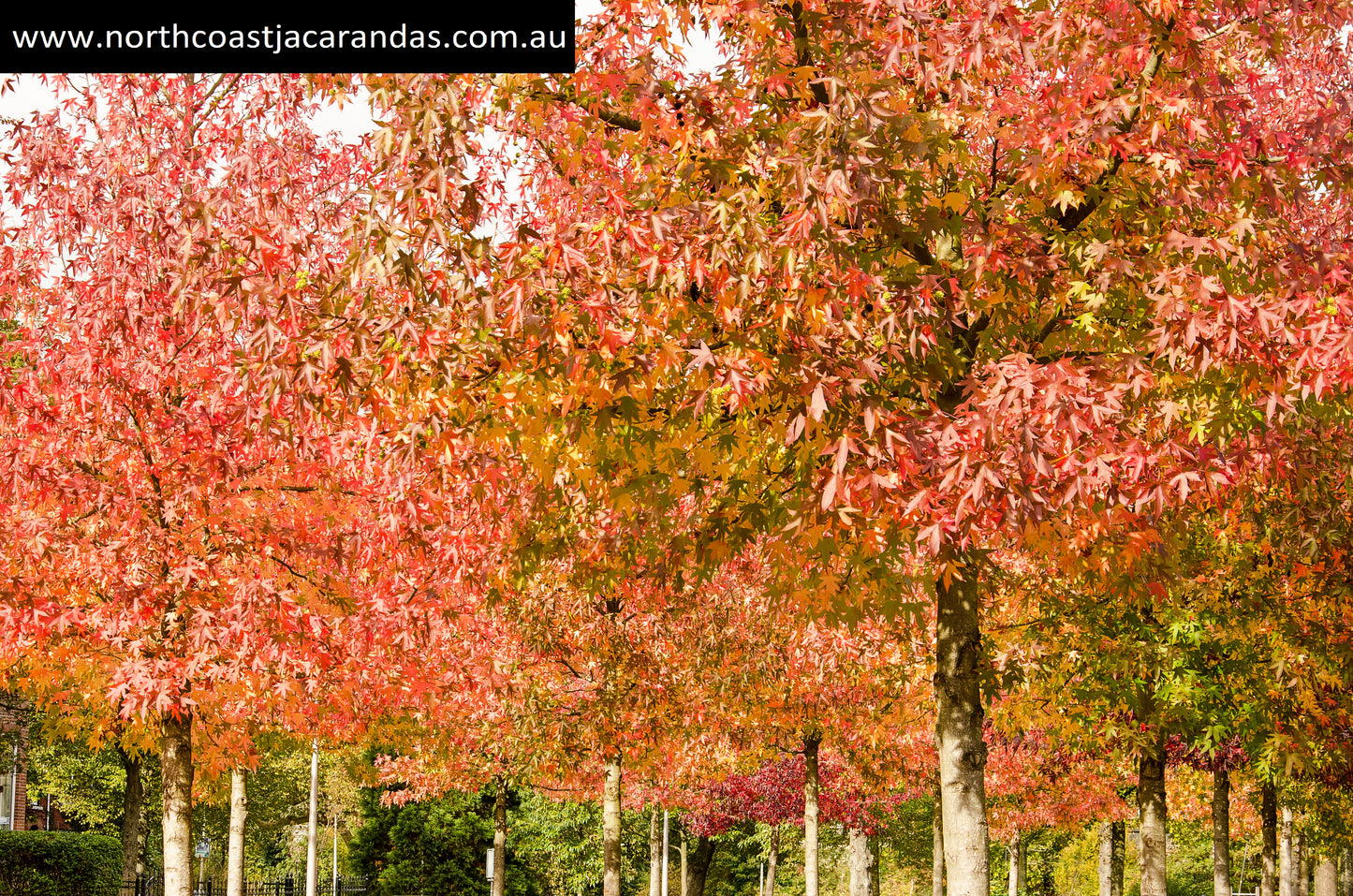 American sweetgum - Liquidambar styraciflua Free shipping