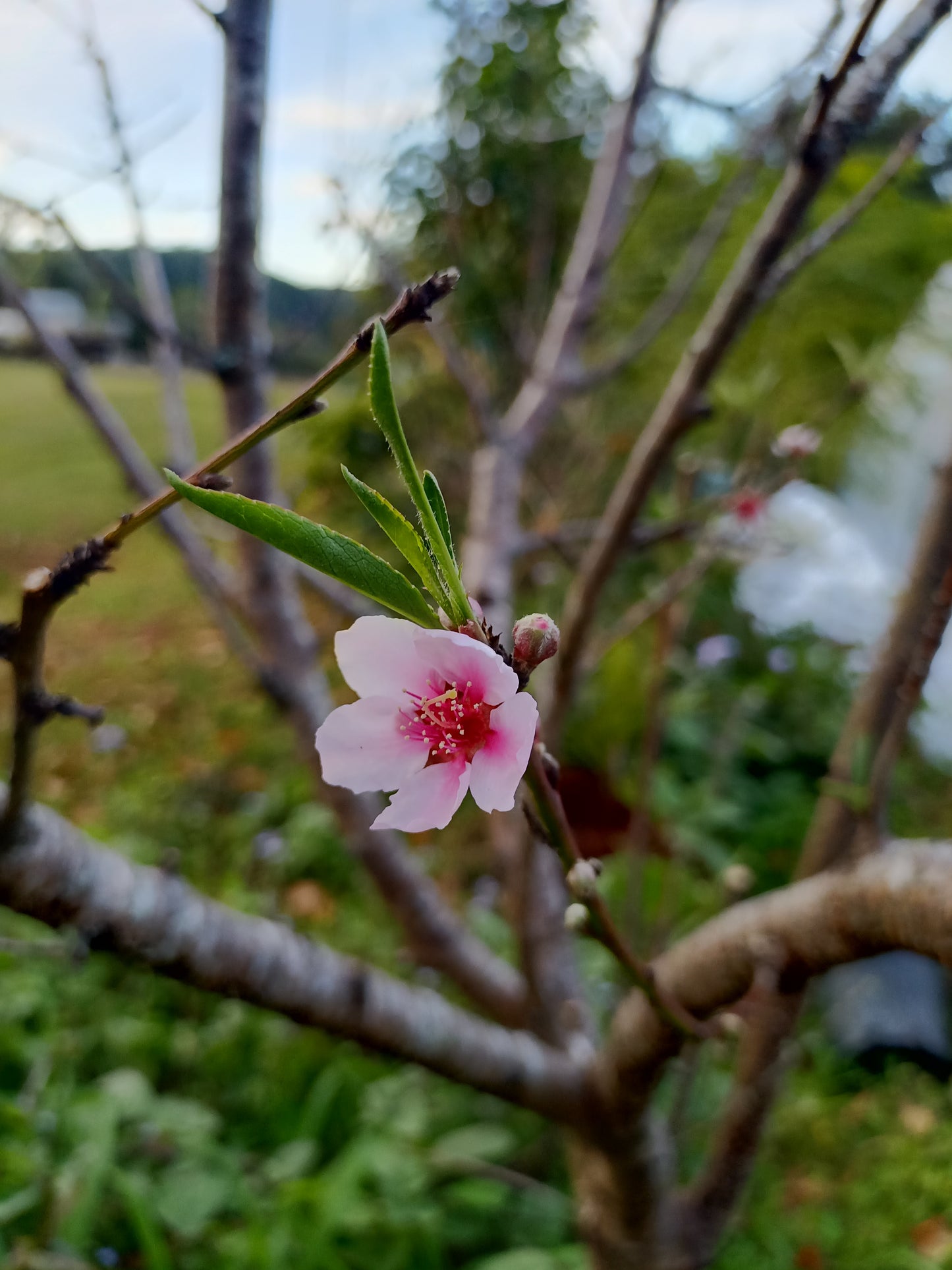 Low Chill Tropical Peach - Prunus persica var.