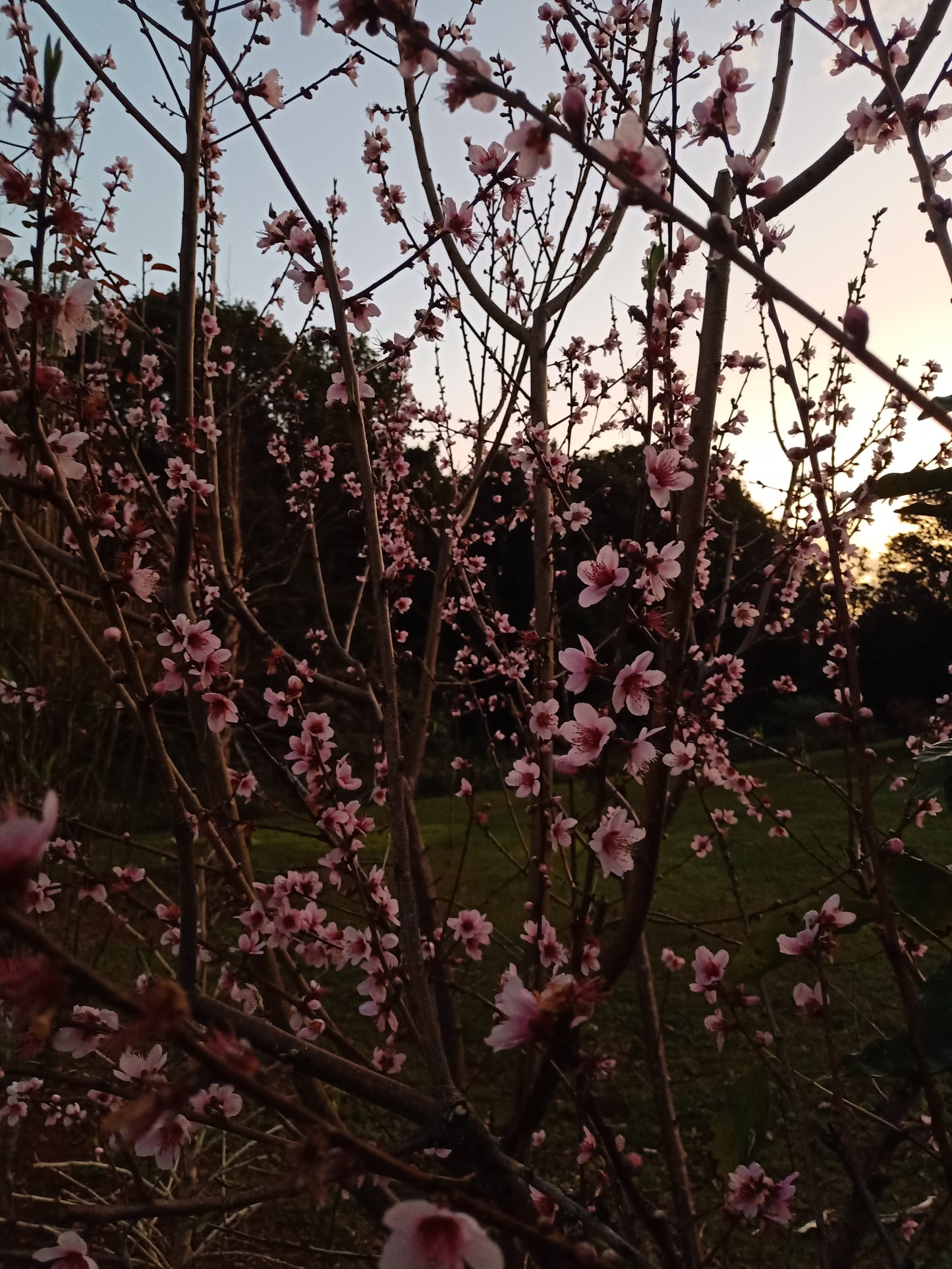 Low Chill Nectarine - Prunus persica