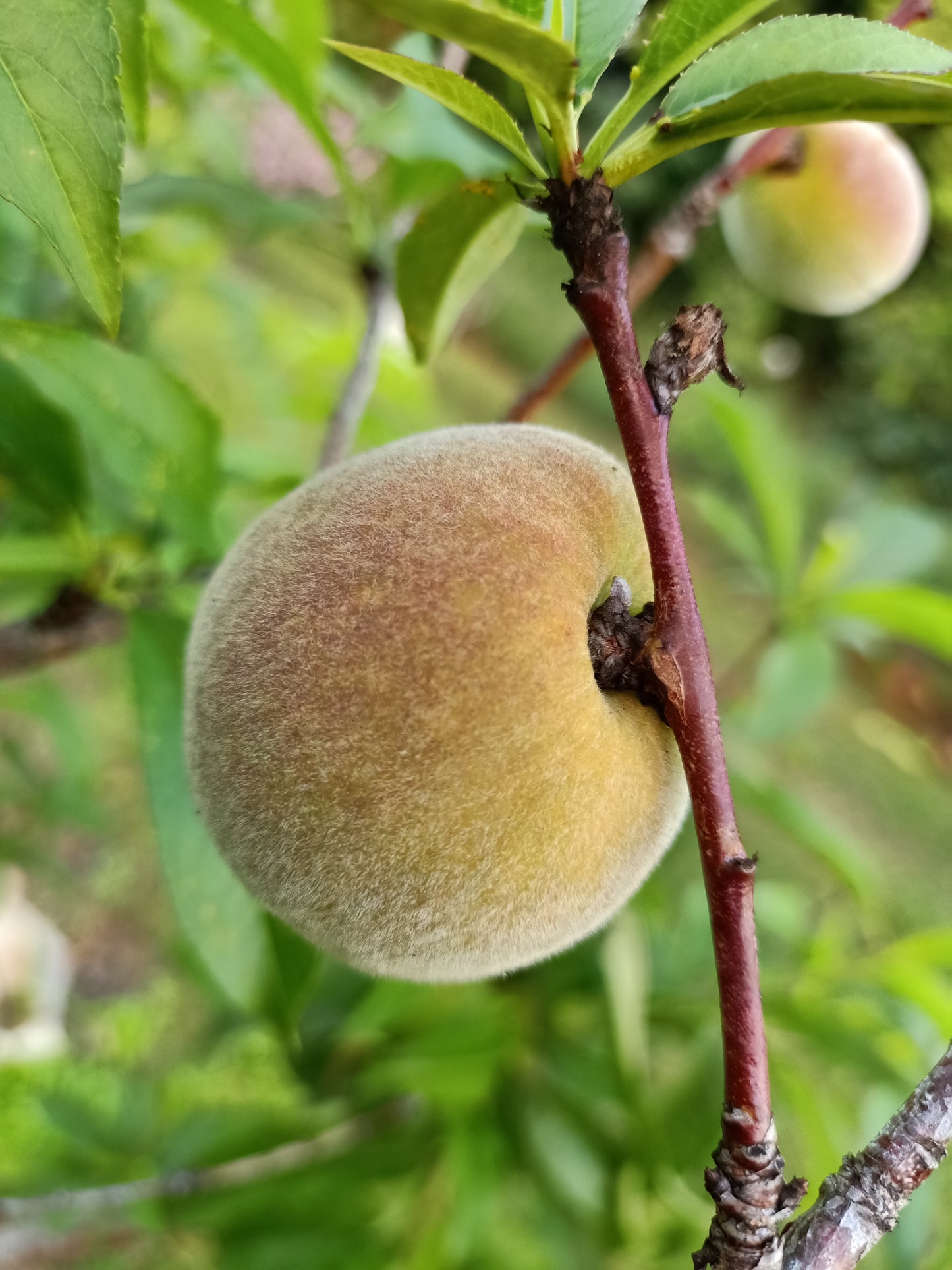 Low Chill Tropical Peach - Prunus persica var.