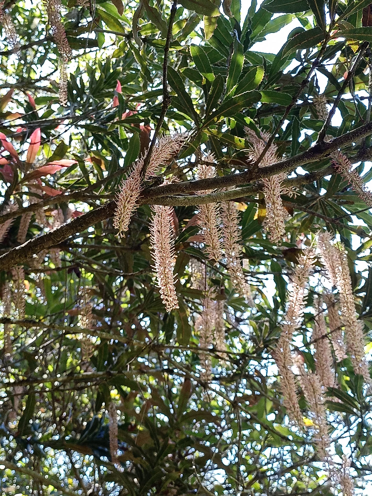 Macadamia tetraphylla - Macadamia bush nut Free shipping