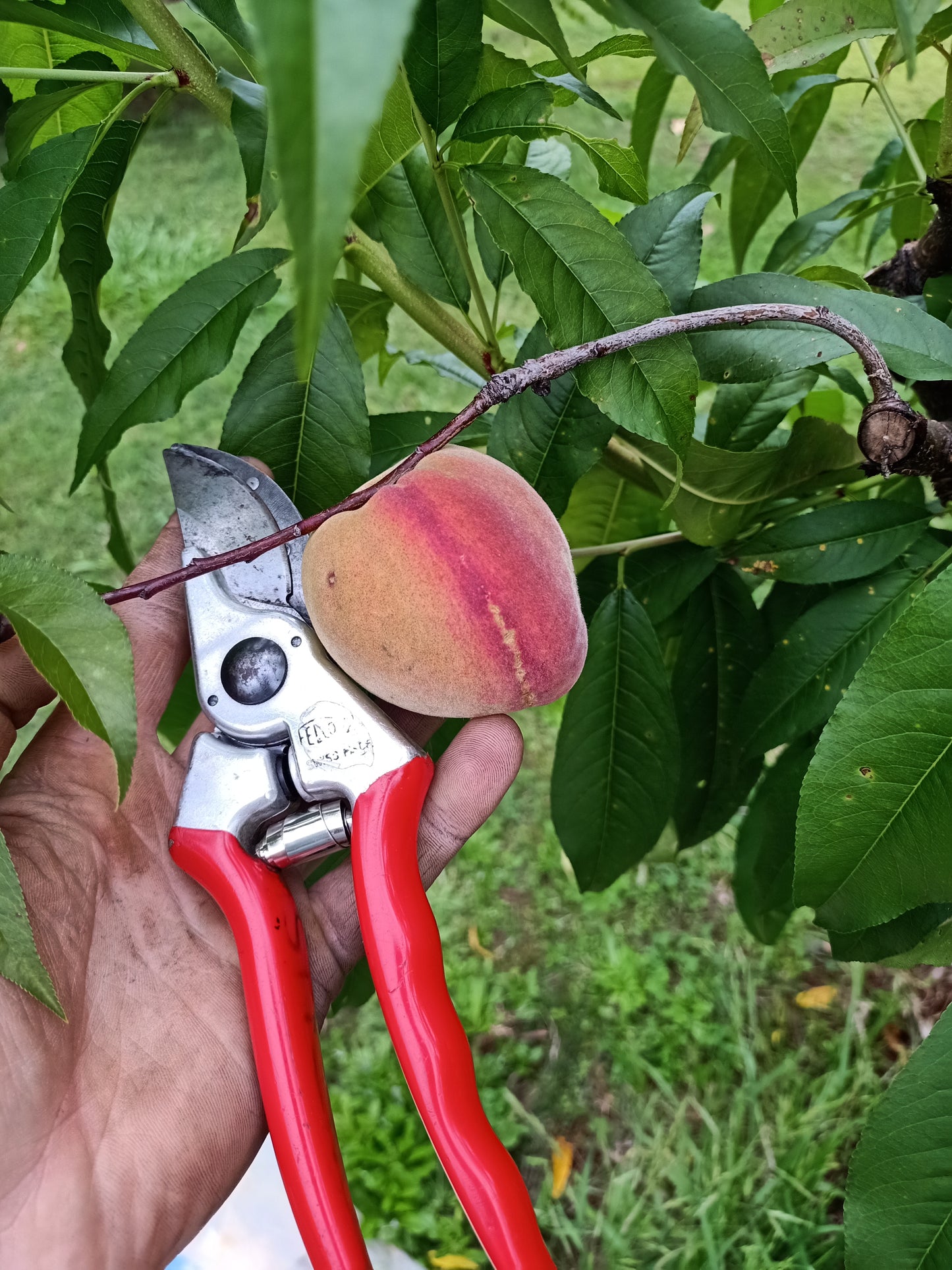 Low Chill Tropical Peach - Prunus persica var.