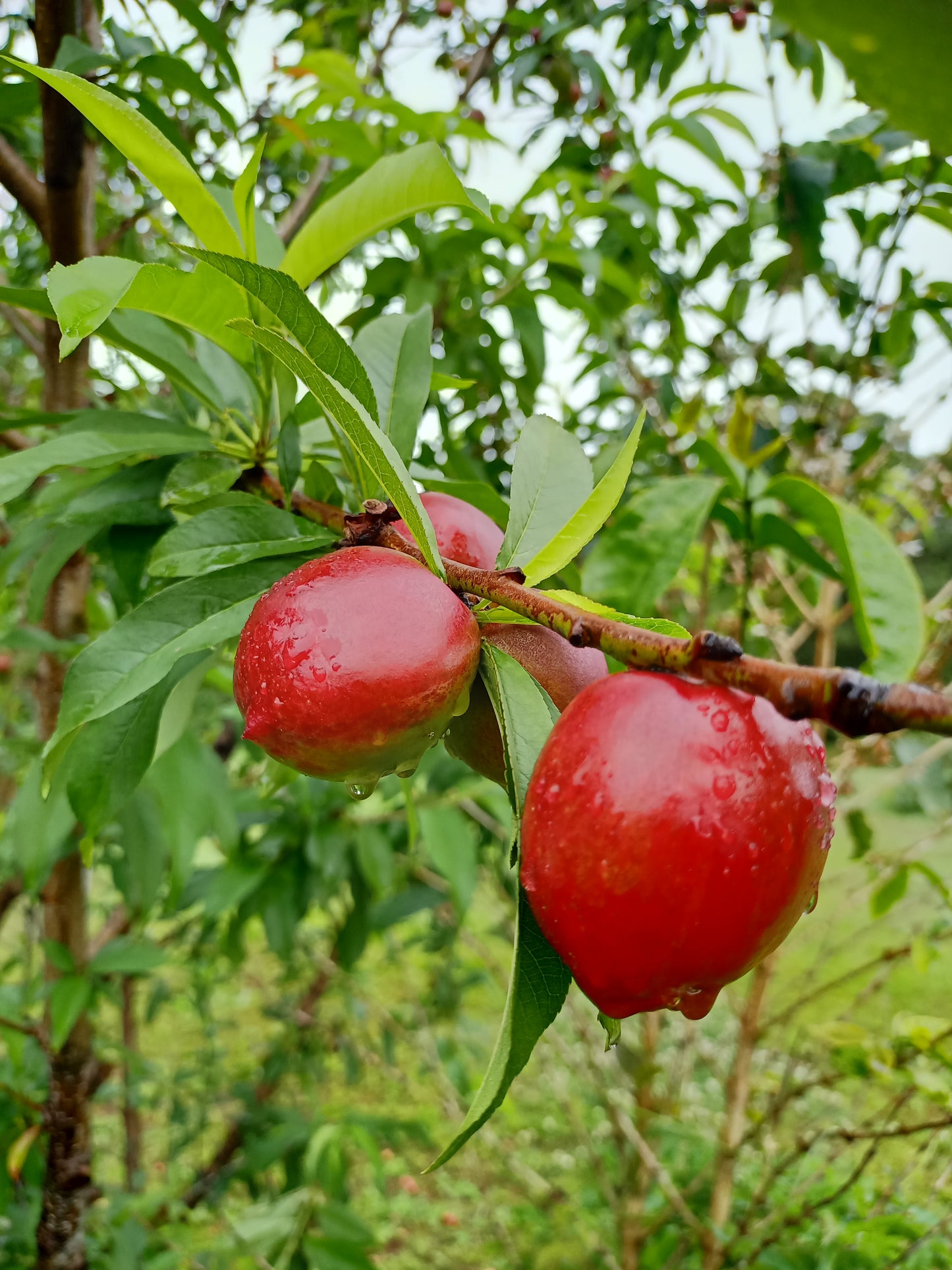 Low Chill Nectarine - Prunus persica