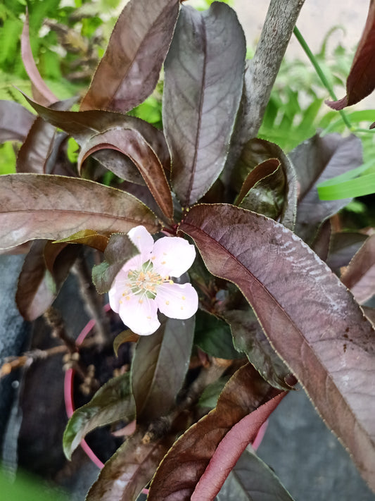 Plumcot - Prunus salicina x Prunus armeniaca
