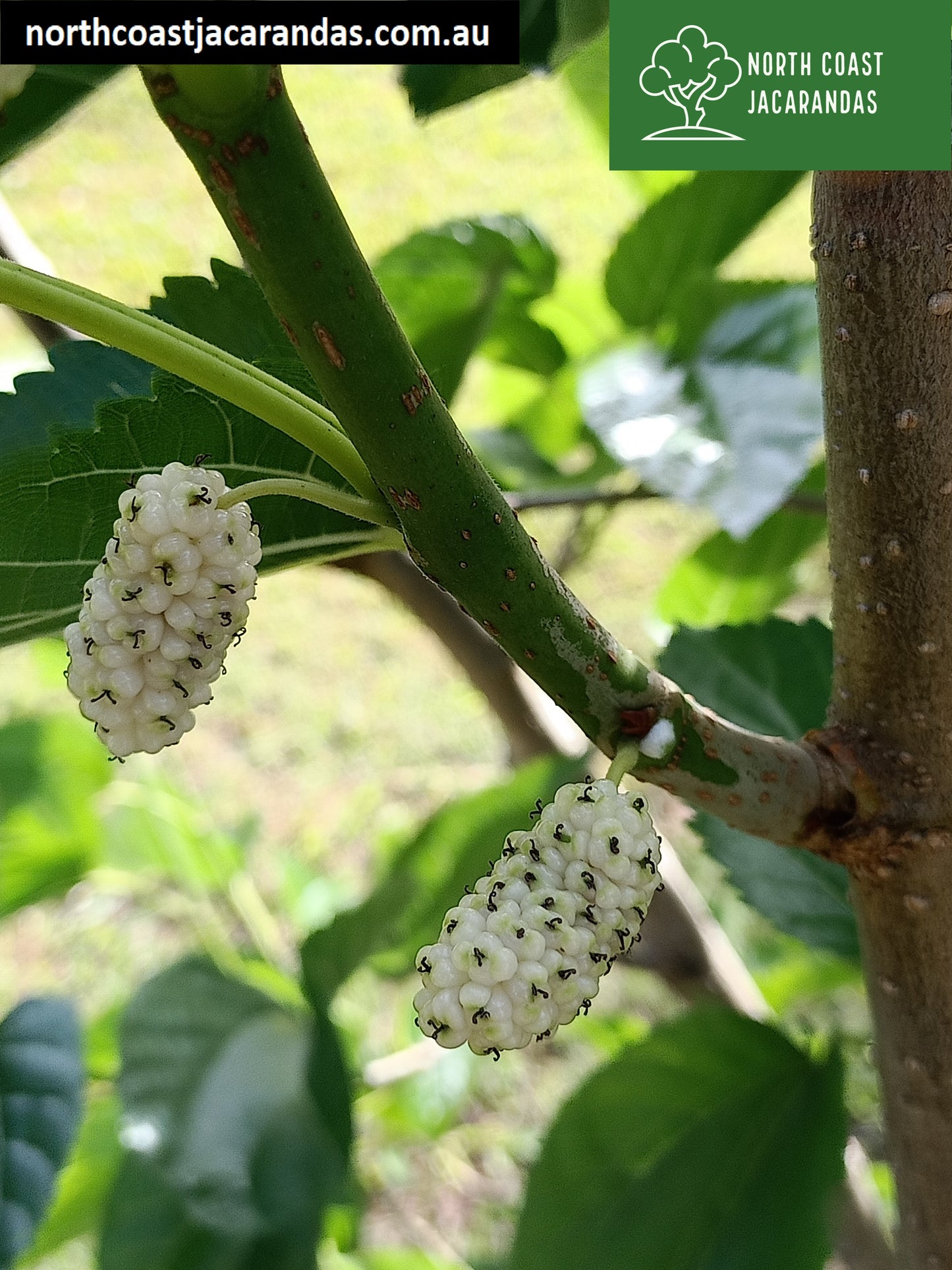White Mulberry Tree - Morus alba