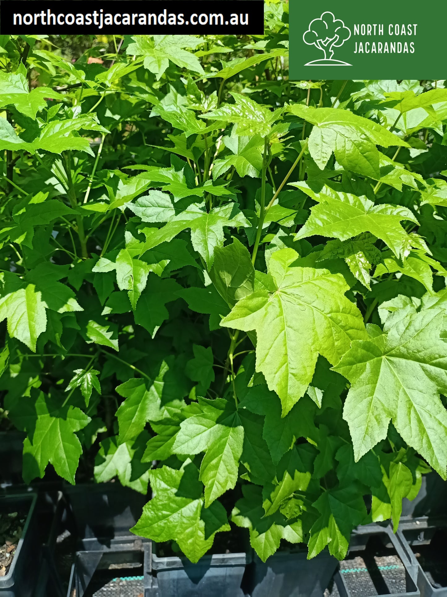American sweetgum - Liquidambar styraciflua Free shipping