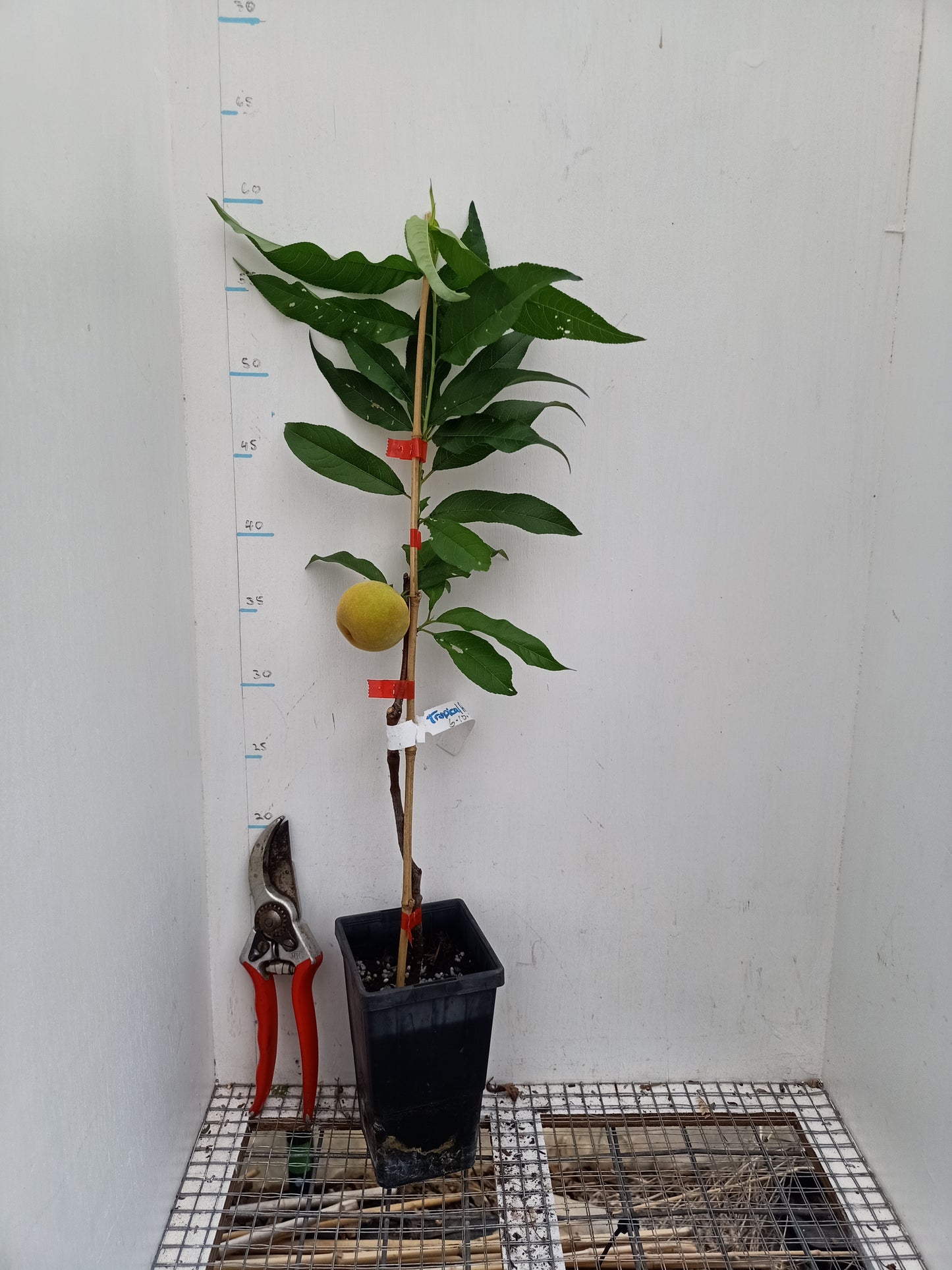 Low Chill Tropical Peach - Prunus persica var.