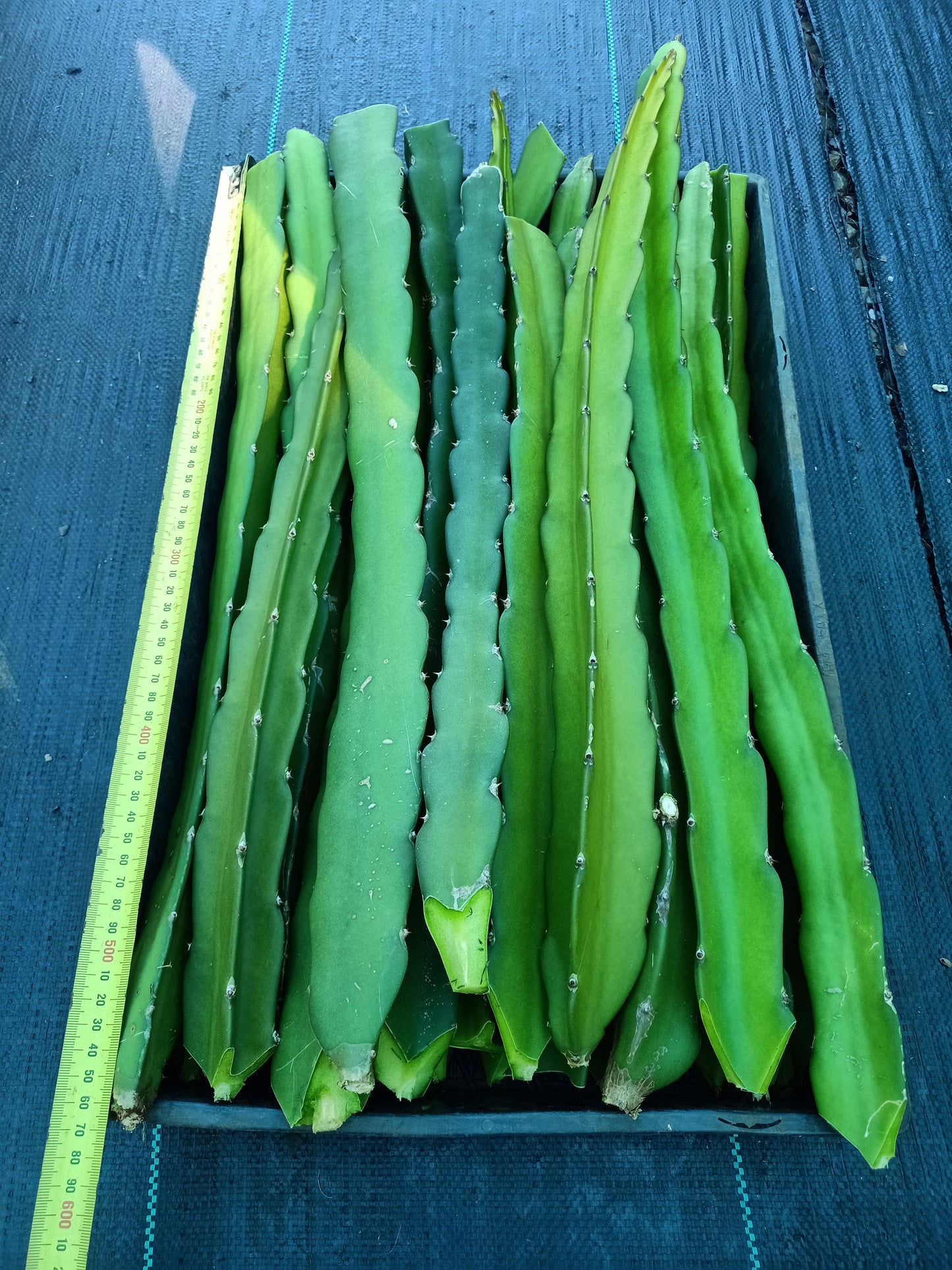 Dragon Fruit "Aztec Gem" Hylocereus undatus "Aztec Gem" Cuttings x 2