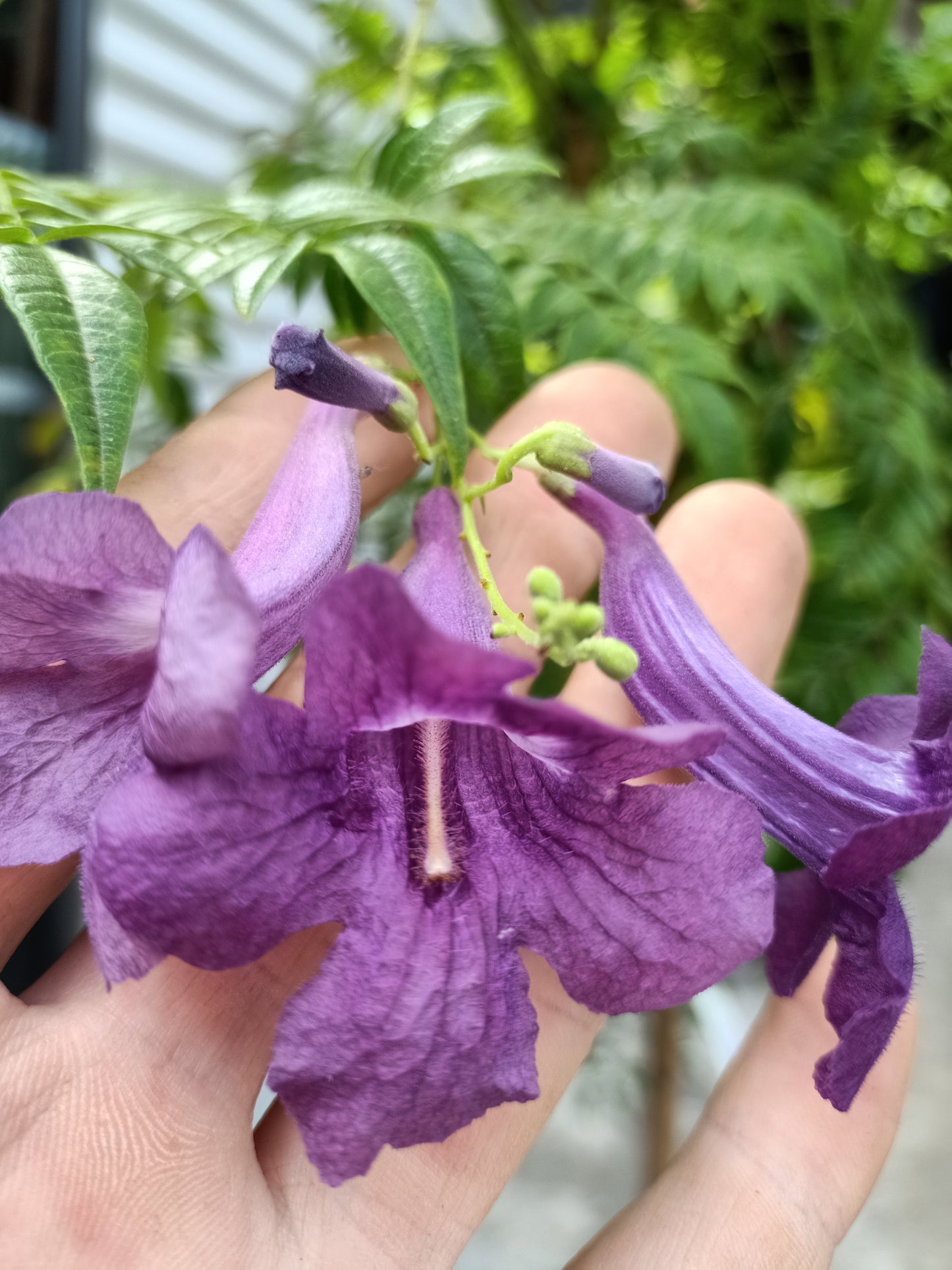Jacaranda jasminoides - Grafted