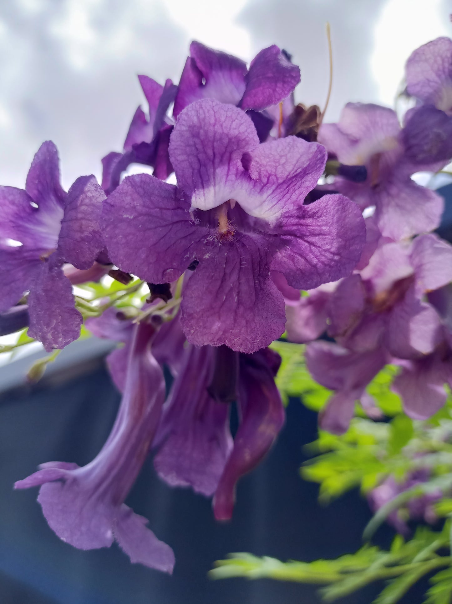 Jacaranda jasminoides - Grafted