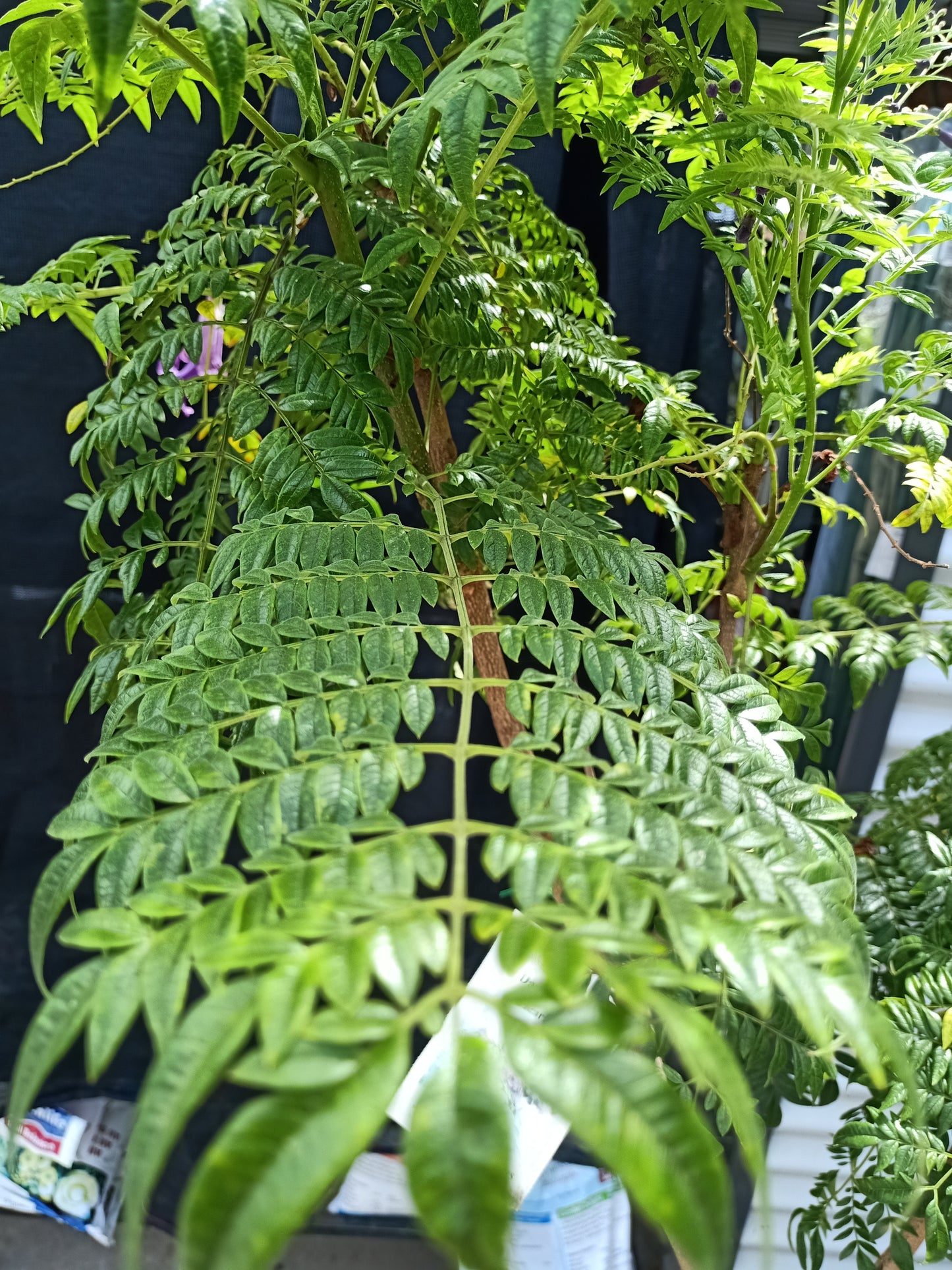 Jacaranda jasminoides - Grafted