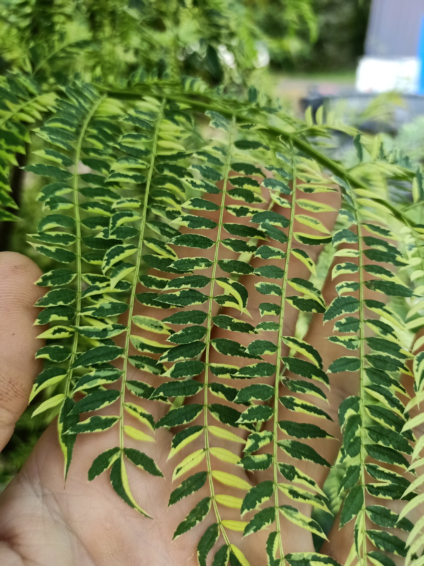Jacaranda mimosifolia Variegated Grafted