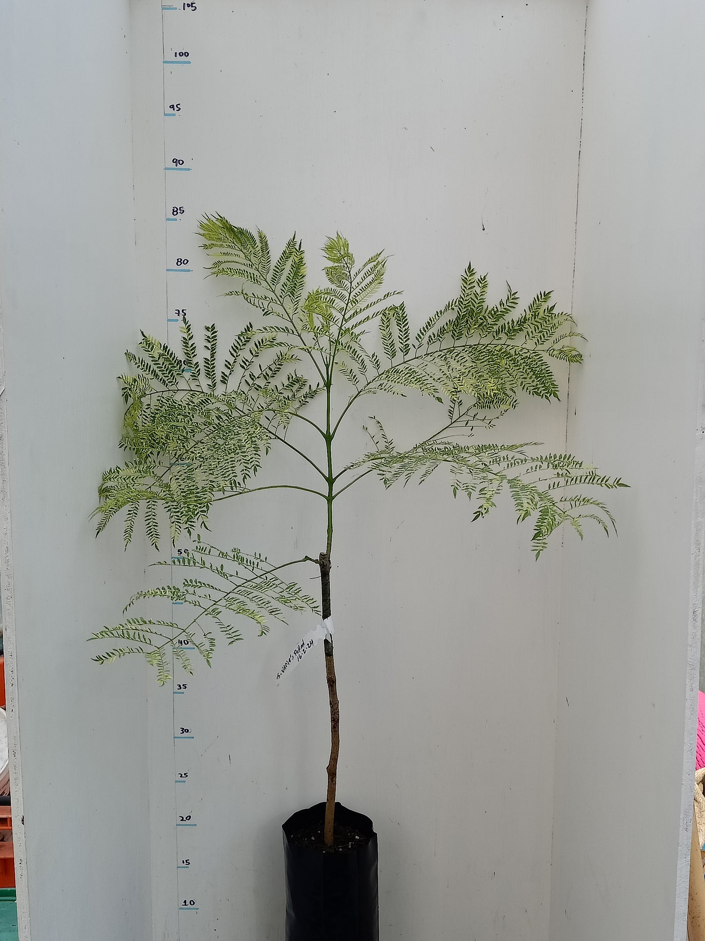 Jacaranda mimosifolia Variegated Grafted