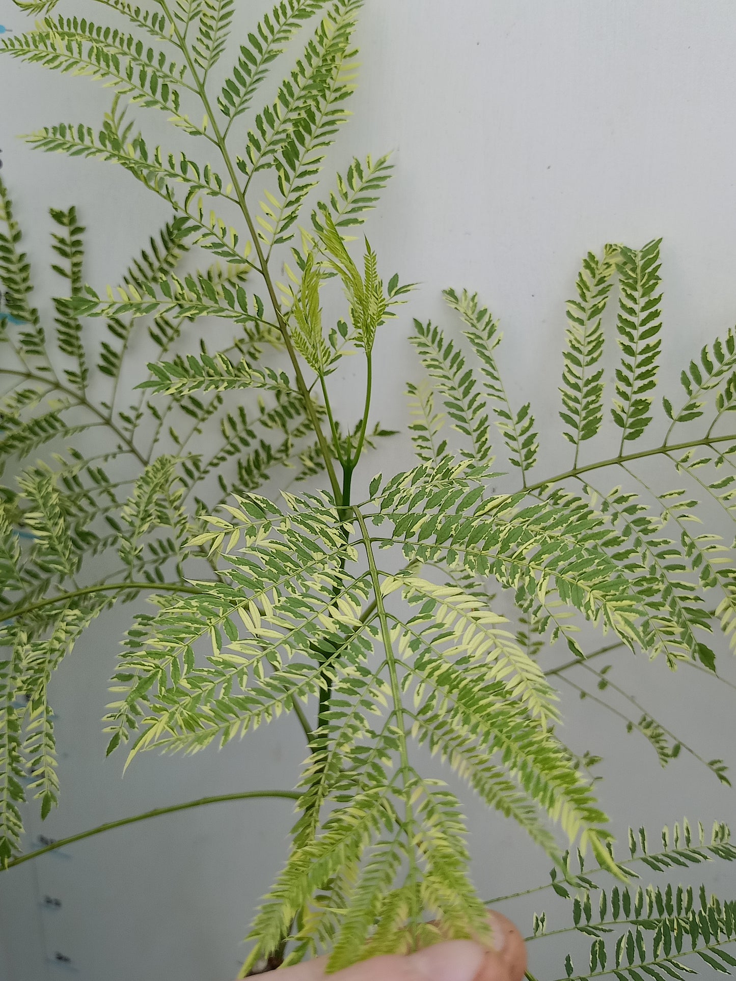 Jacaranda mimosifolia Variegated Grafted