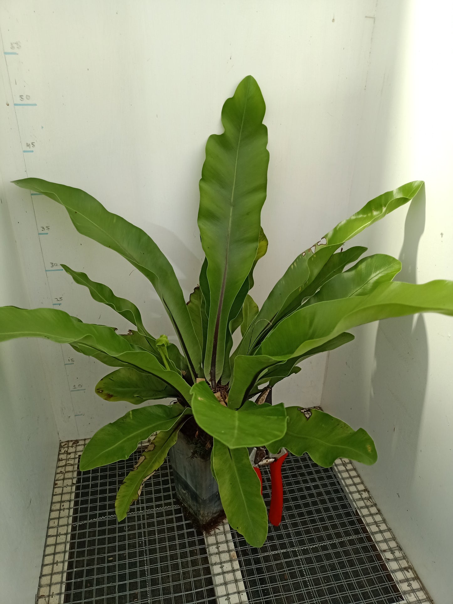 Birds Nest Fern - Asplenium australasicum