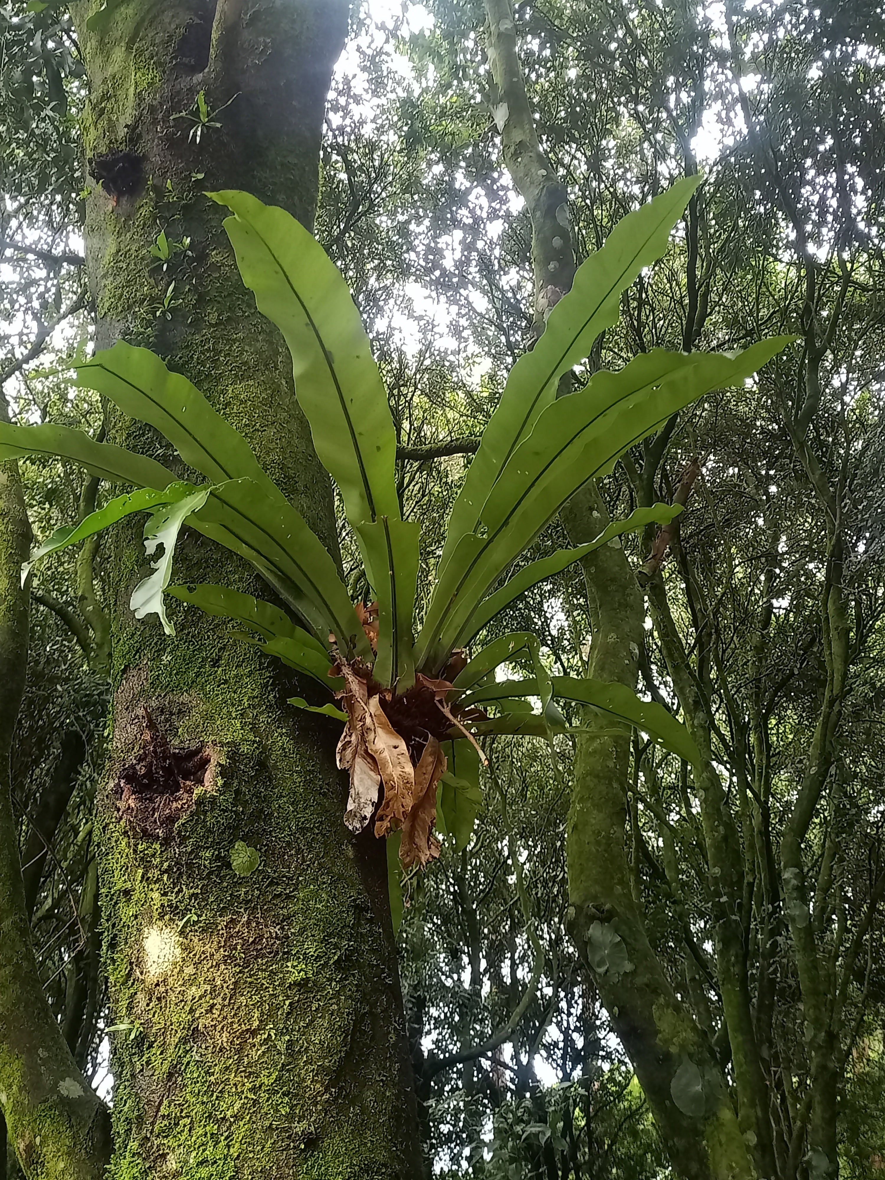 bird nest fern on tree Birds Nest Fern