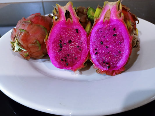 Dragon Fruit "Aztec Gem" Hylocereus undatus "Aztec Gem" Cuttings x 2