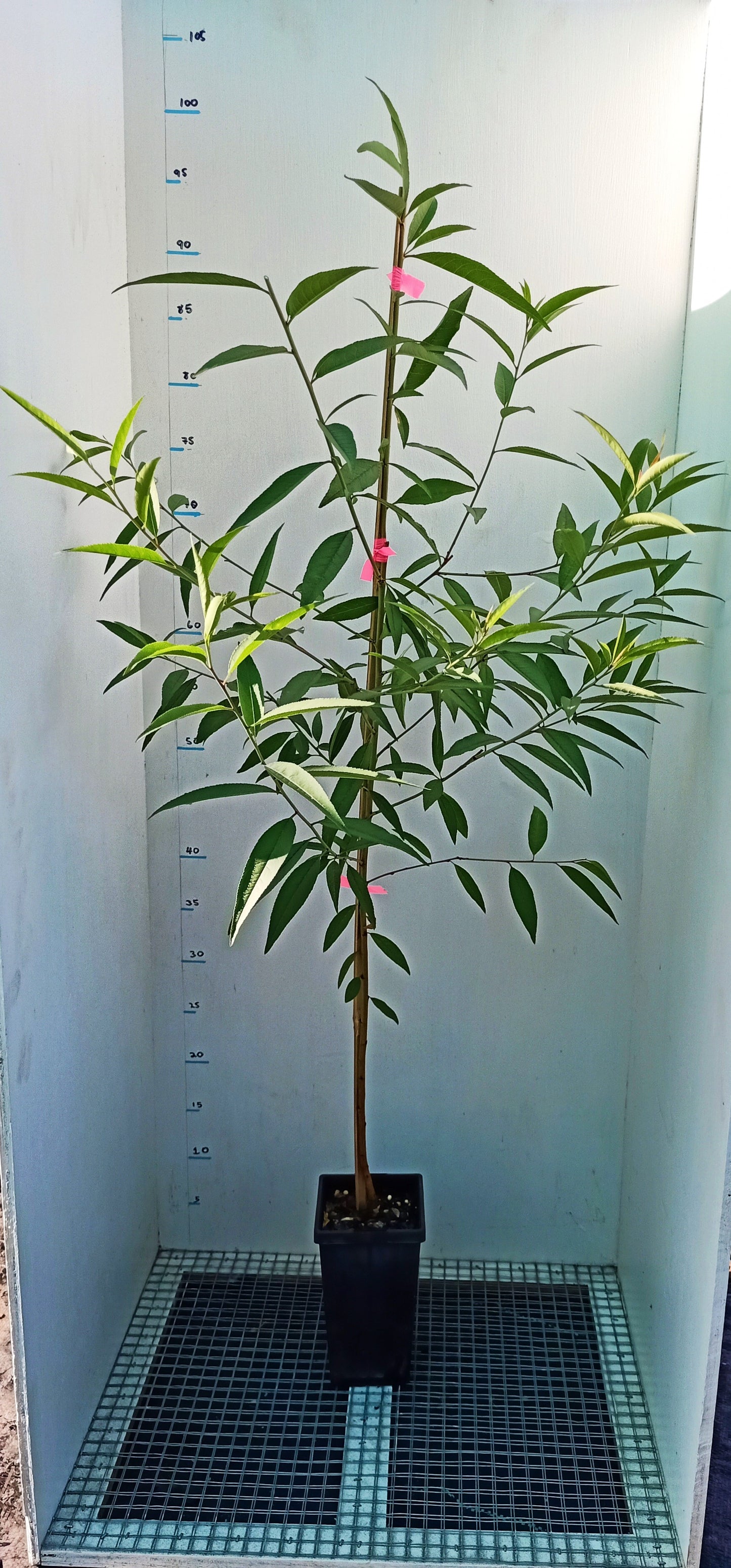Prunus persica 'Magnifica' Red double flowering peach Free express shipping