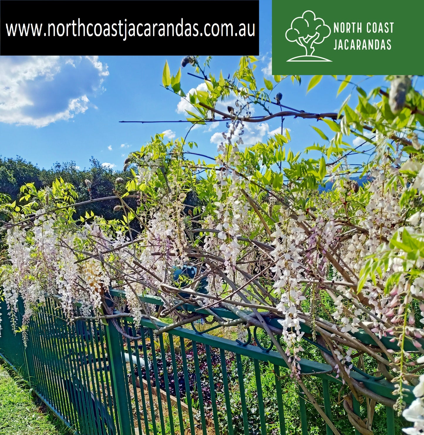 Japanese Wisteria - Wisteria floribunda 'Kuchi Beni' Free Express Shipping