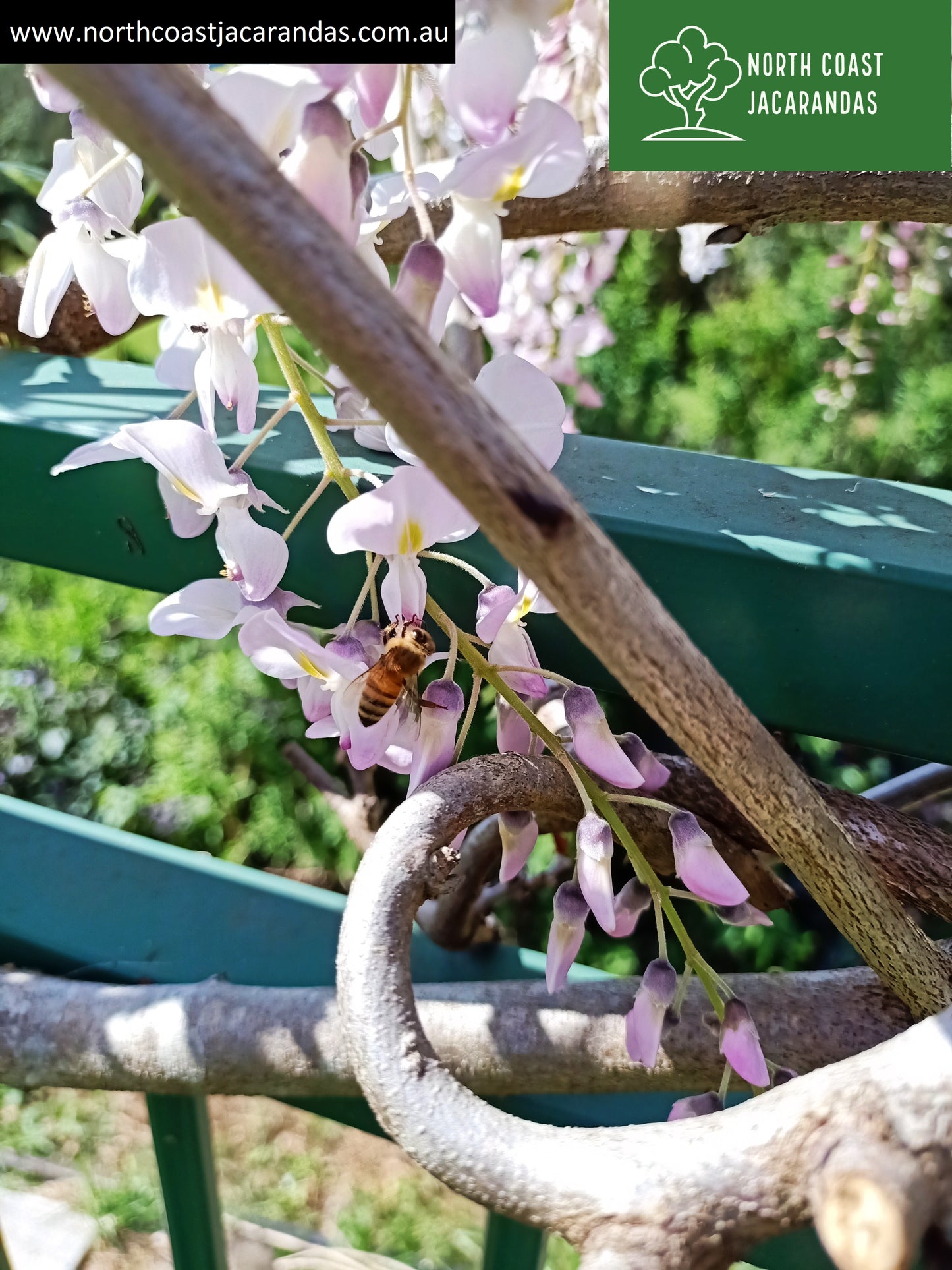 Japanese Wisteria - Wisteria floribunda 'Kuchi Beni' Free Express Shipping