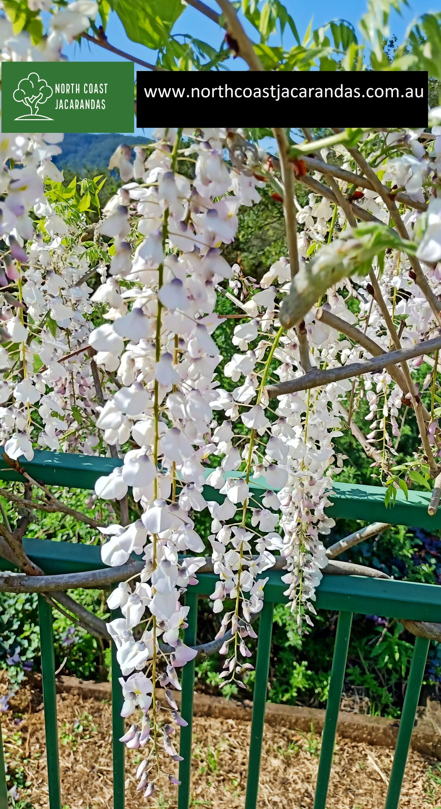 Japanese Wisteria - Wisteria floribunda 'Kuchi Beni' Free Express Shipping