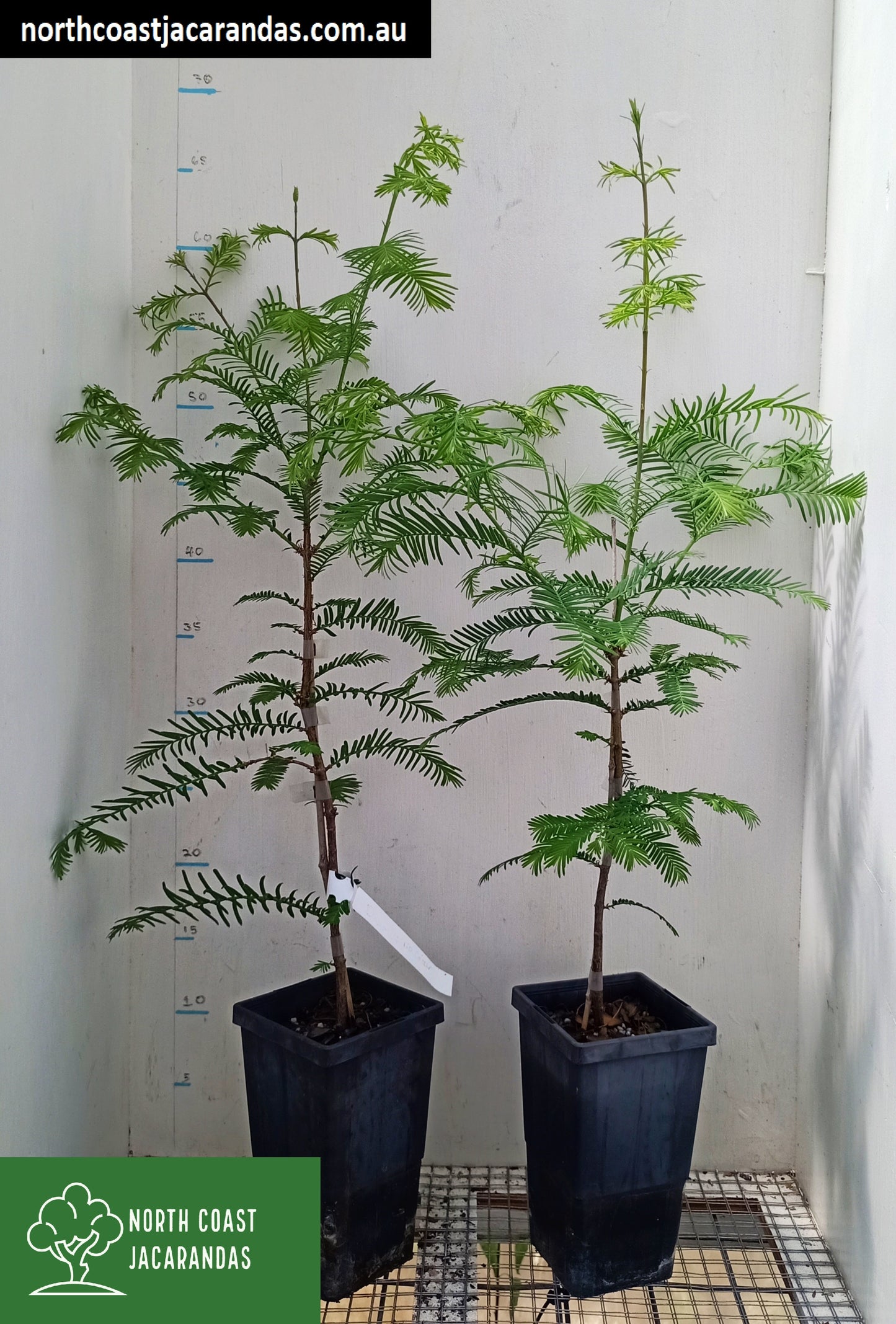Dawn Redwood - Metasequoia glyptostroboides Free express shipping
