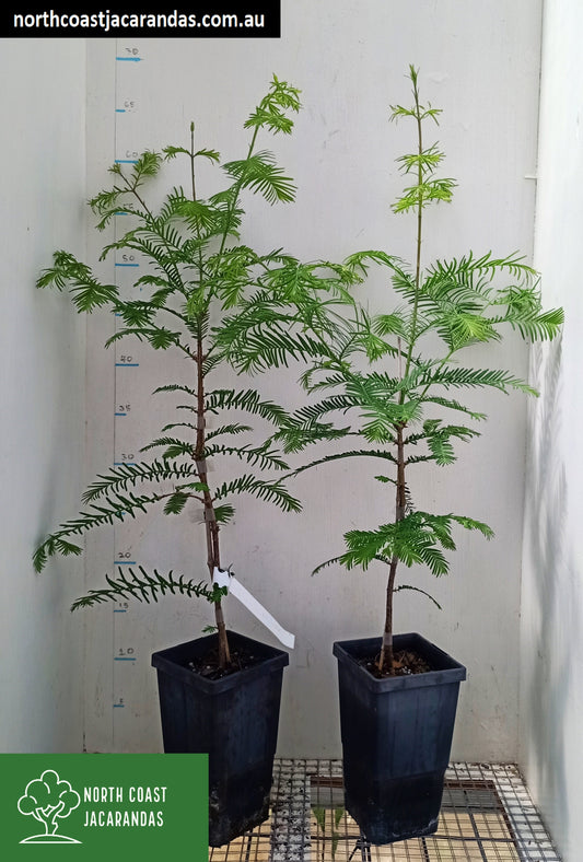Dawn Redwood - Metasequoia glyptostroboides Free express shipping