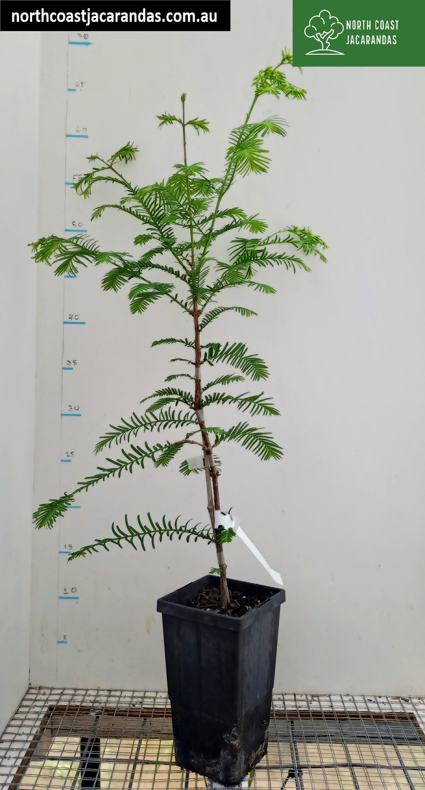 Dawn Redwood - Metasequoia glyptostroboides Free express shipping