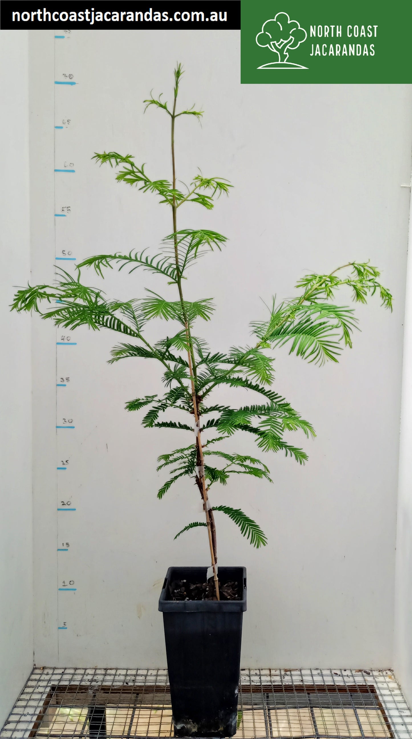 Dawn Redwood - Metasequoia glyptostroboides Free express shipping