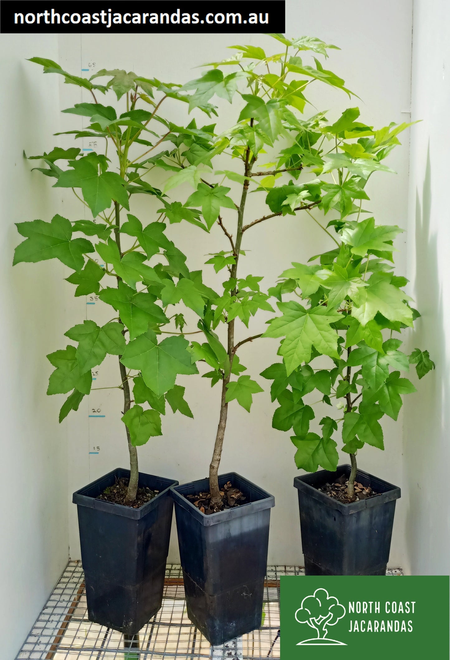 American sweetgum - Liquidambar styraciflua Free shipping