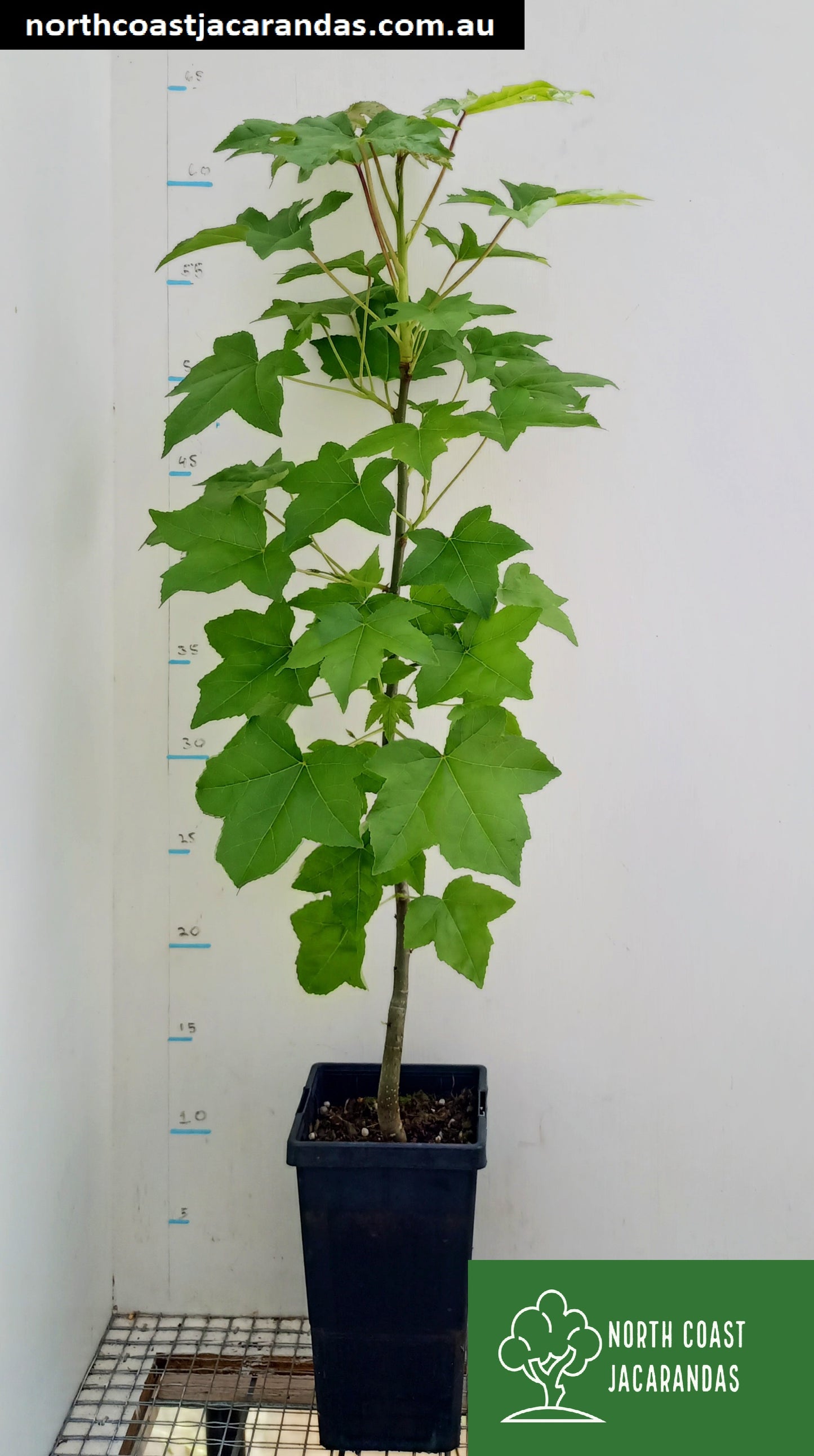 American sweetgum - Liquidambar styraciflua Free shipping