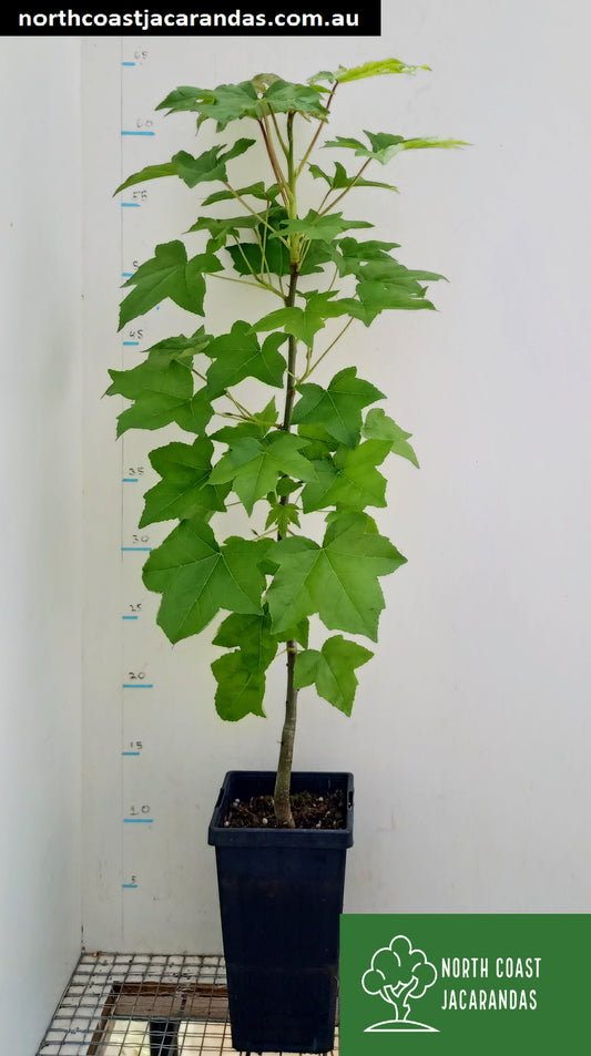 American sweetgum - Liquidambar styraciflua Free shipping