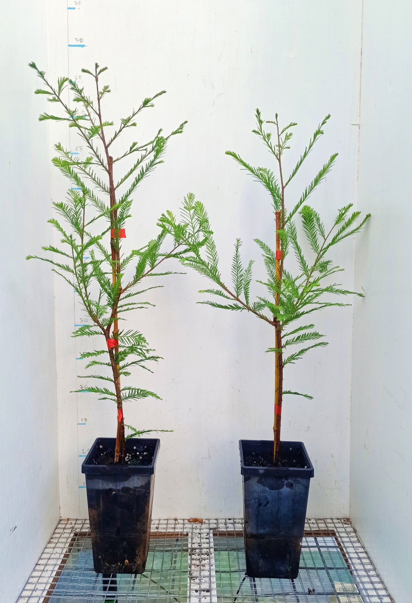 Swamp Cypress - Taxodium distichum Free Express Shipping