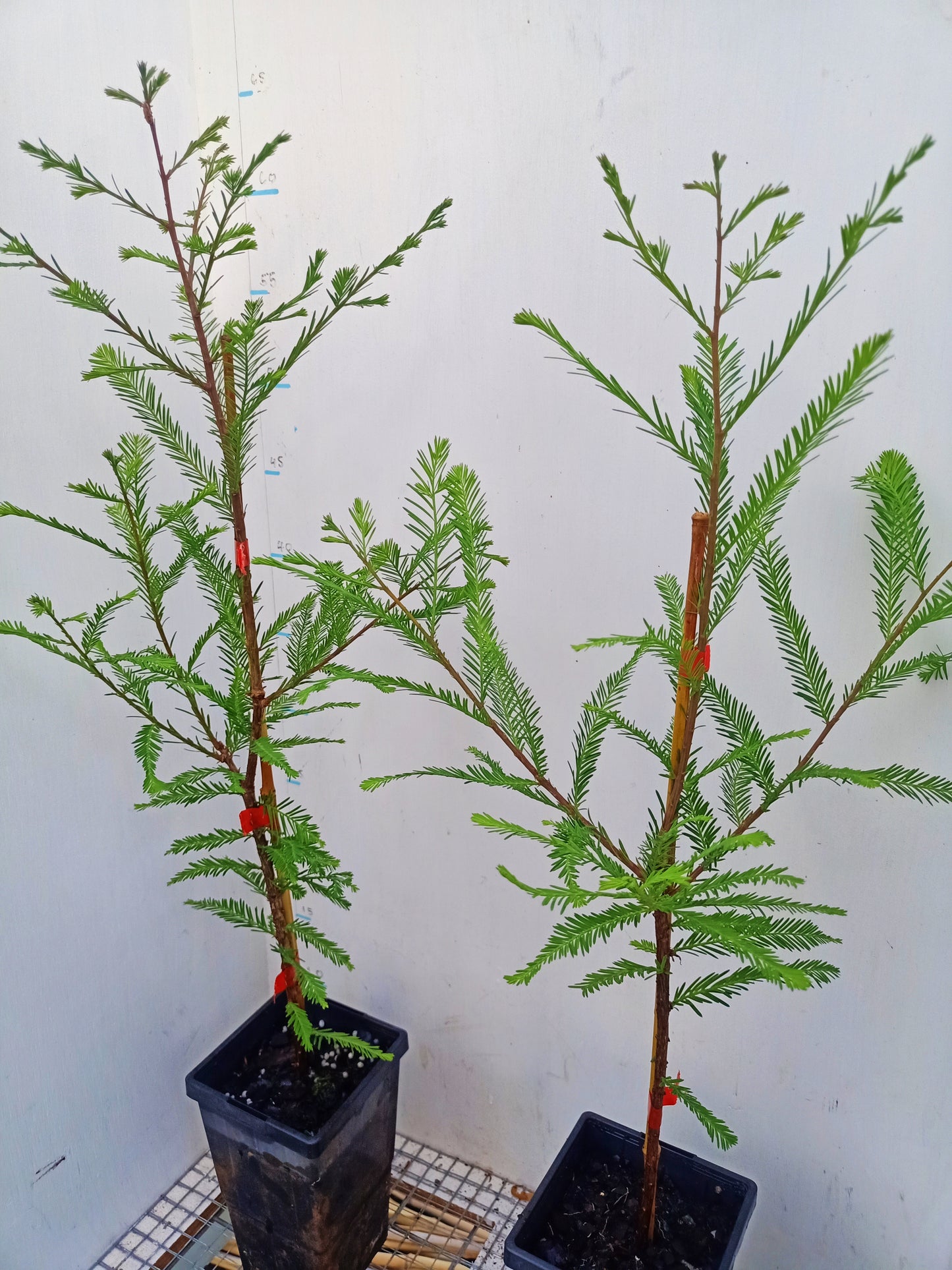 Swamp Cypress - Taxodium distichum Free Express Shipping