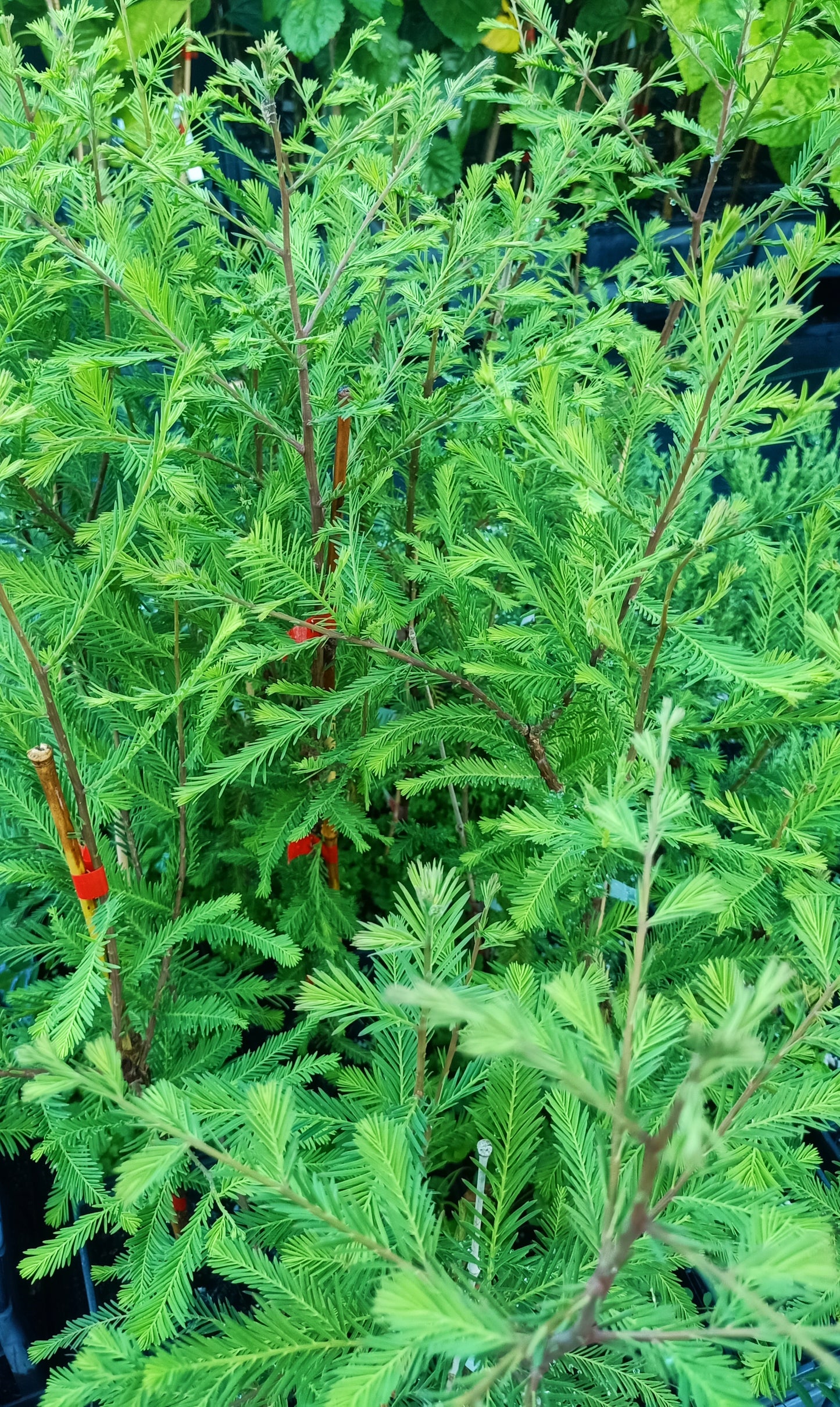 Swamp Cypress - Taxodium distichum Free Express Shipping