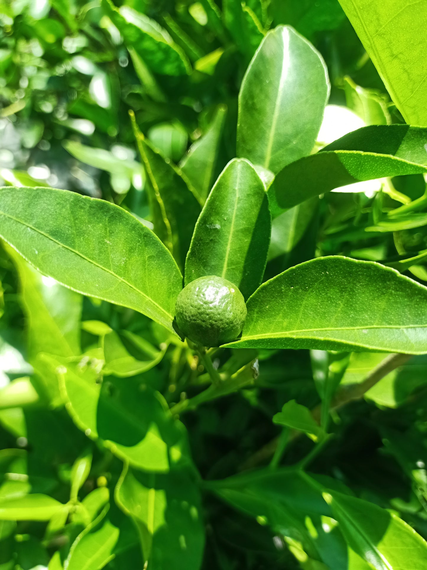 Imperial Mandarin - Grafted