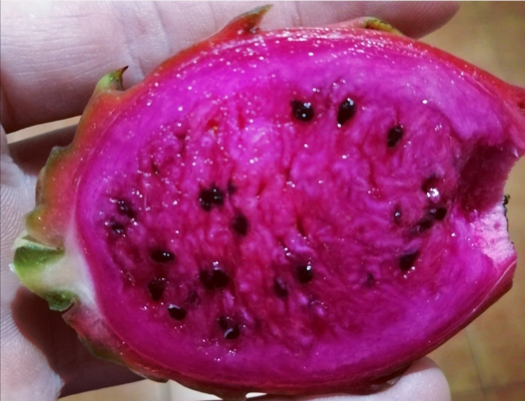 Dragon Fruit "Aztec Gem" Hylocereus undatus "Aztec Gem" Cuttings x 2
