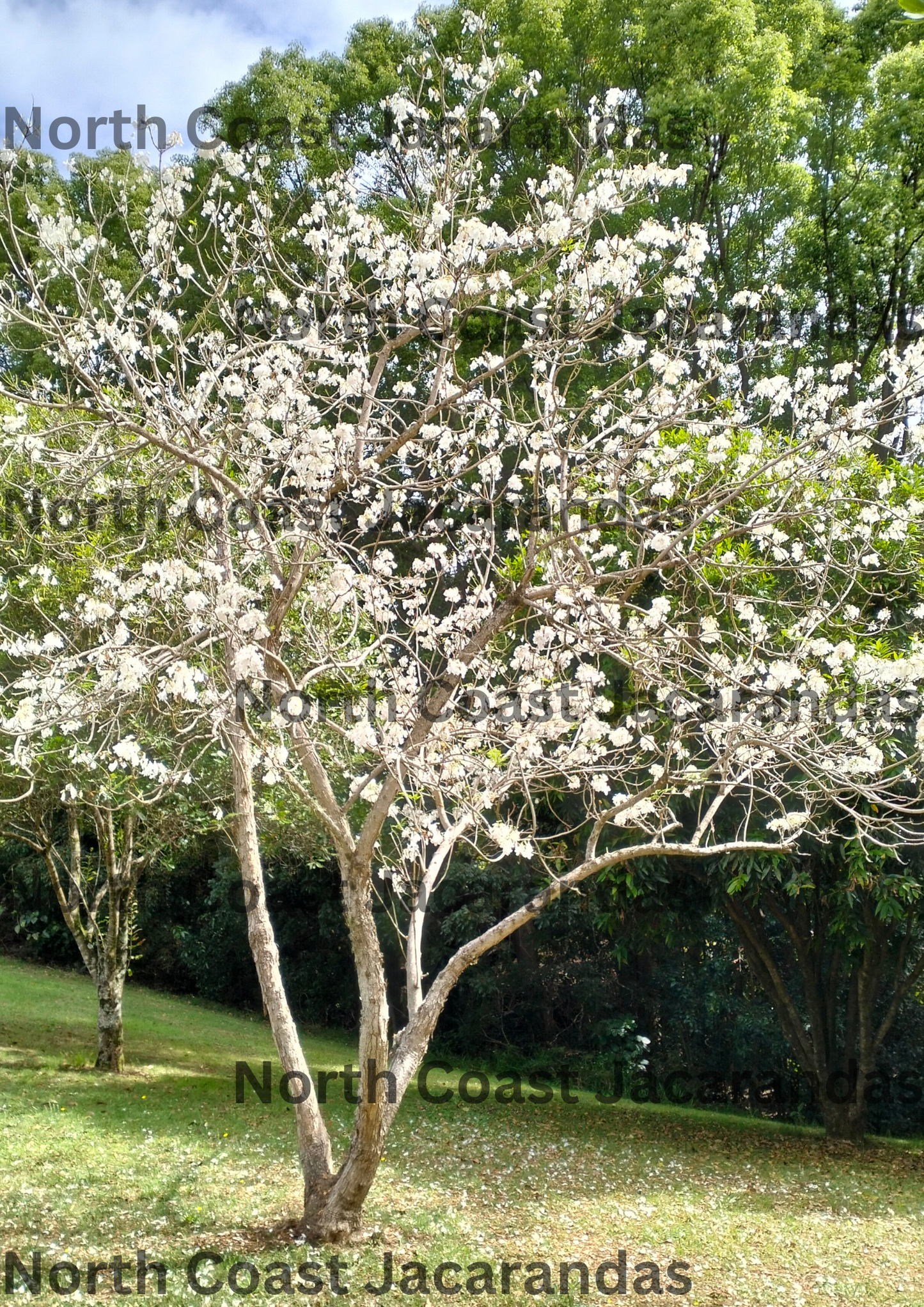 White Jacaranda tree grafted - Jacaranda mimosifolia alba Free Express Shipping