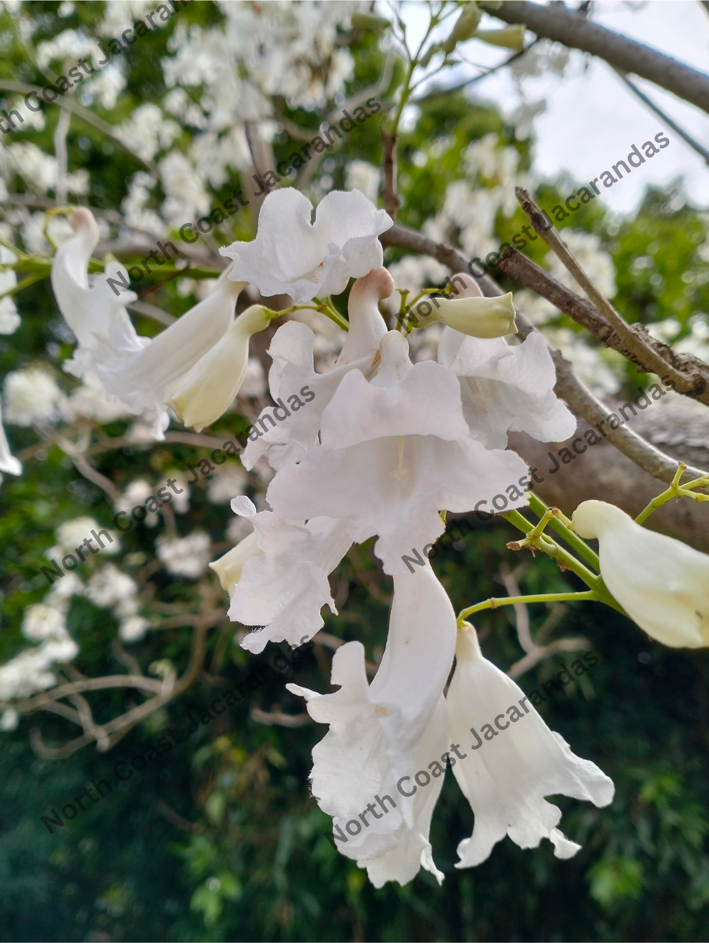 White Jacaranda tree grafted - Jacaranda mimosifolia alba Free Express Shipping