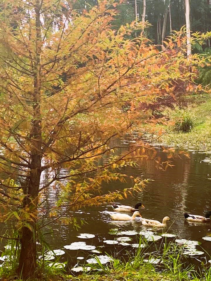 Swamp Cypress - Taxodium distichum Free Express Shipping