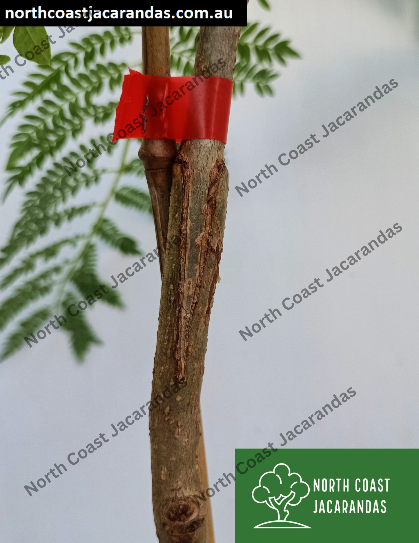 White Jacaranda tree grafted - Jacaranda mimosifolia alba Free Express Shipping