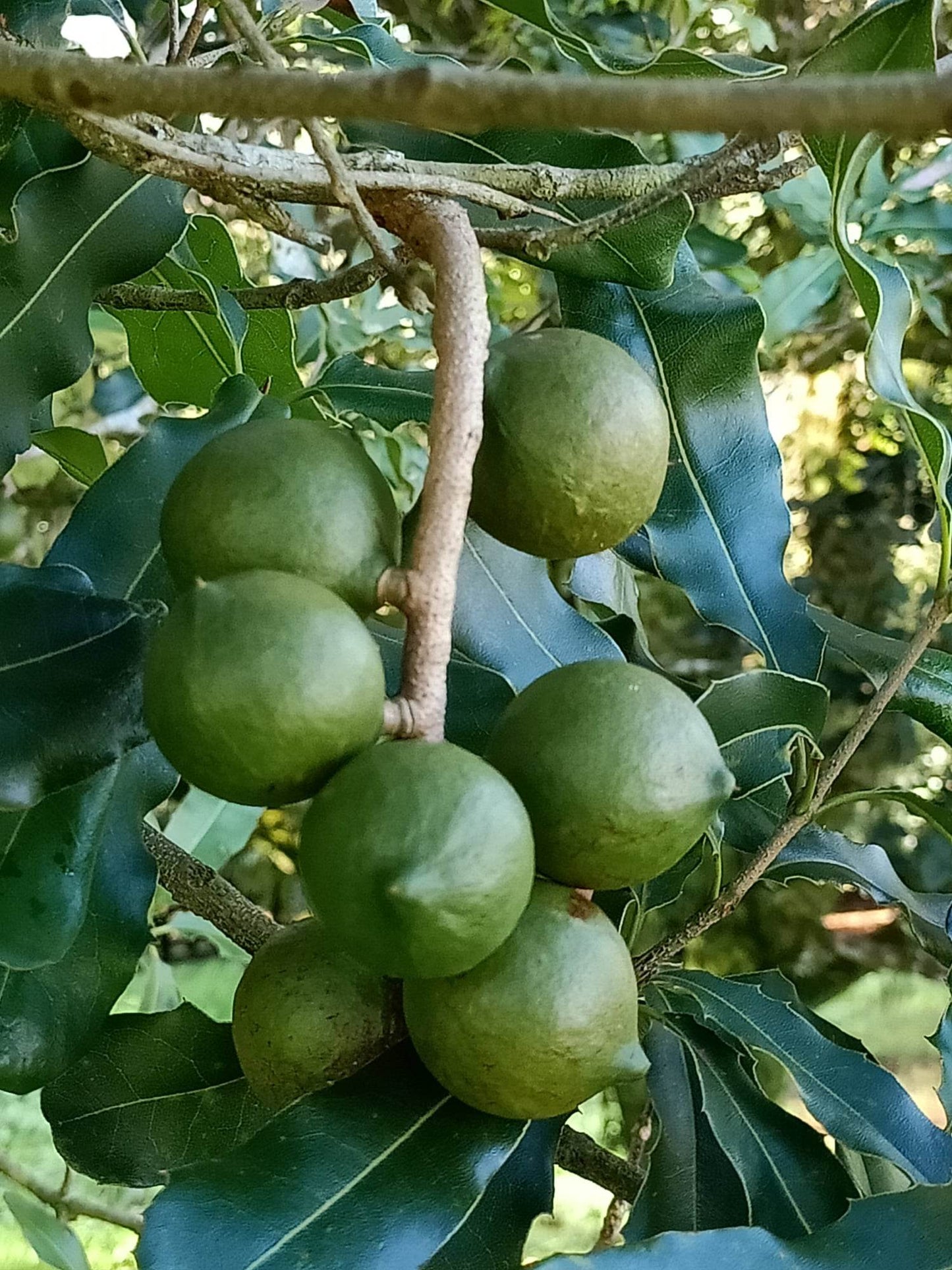 Grafted macadamia - Macadamia integrifolia Var. A4
