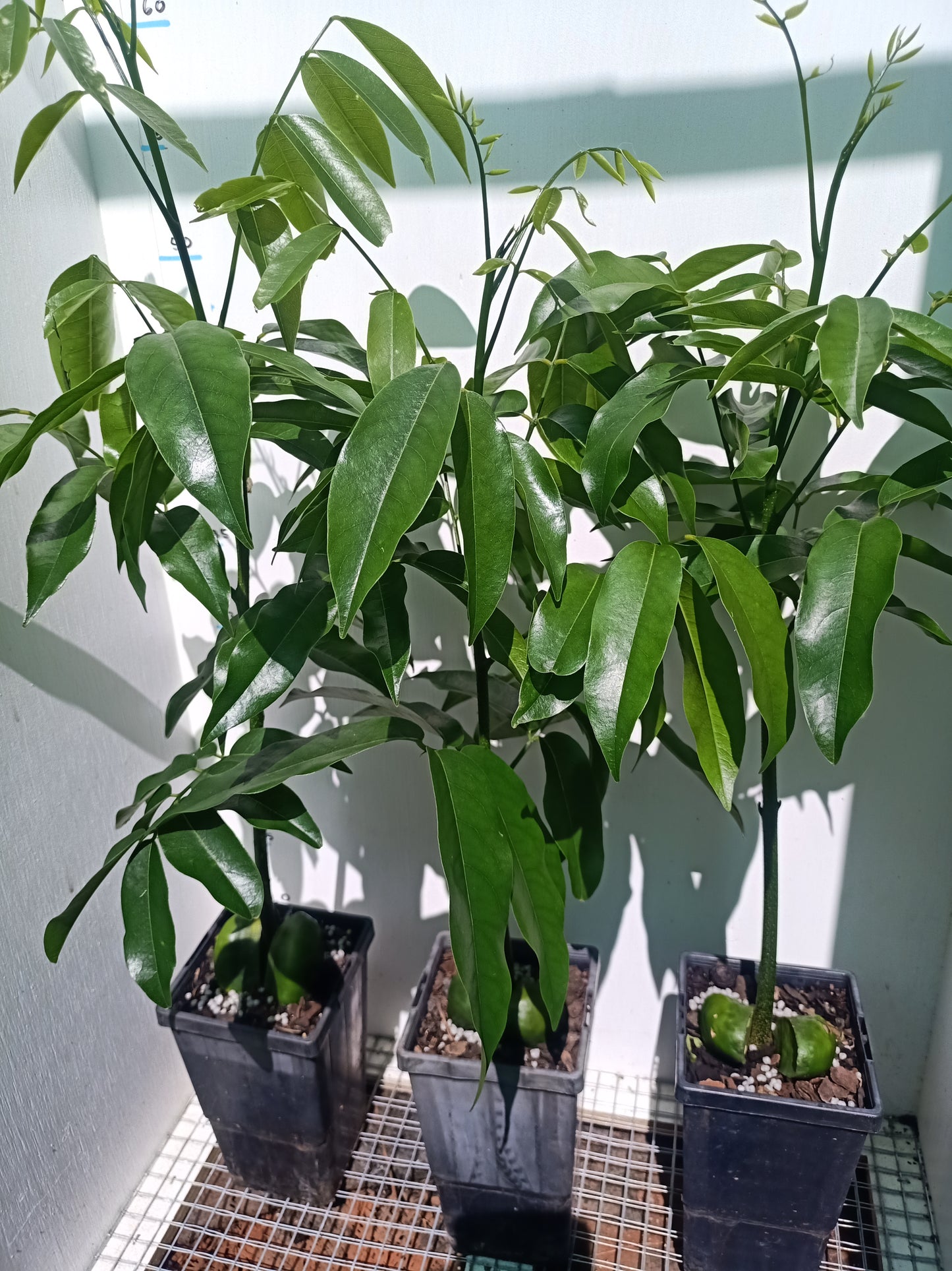 Black bean tree/Moreton Bay Chestnut - Castanospermum australe