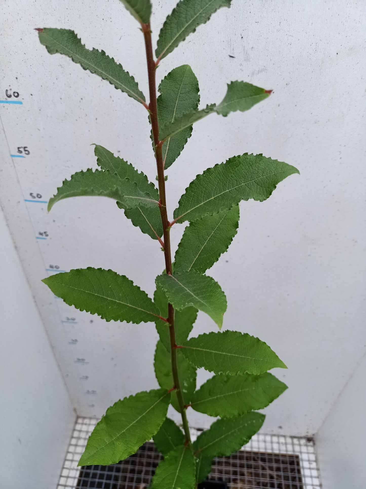 Pussy Willow - Salix caprea