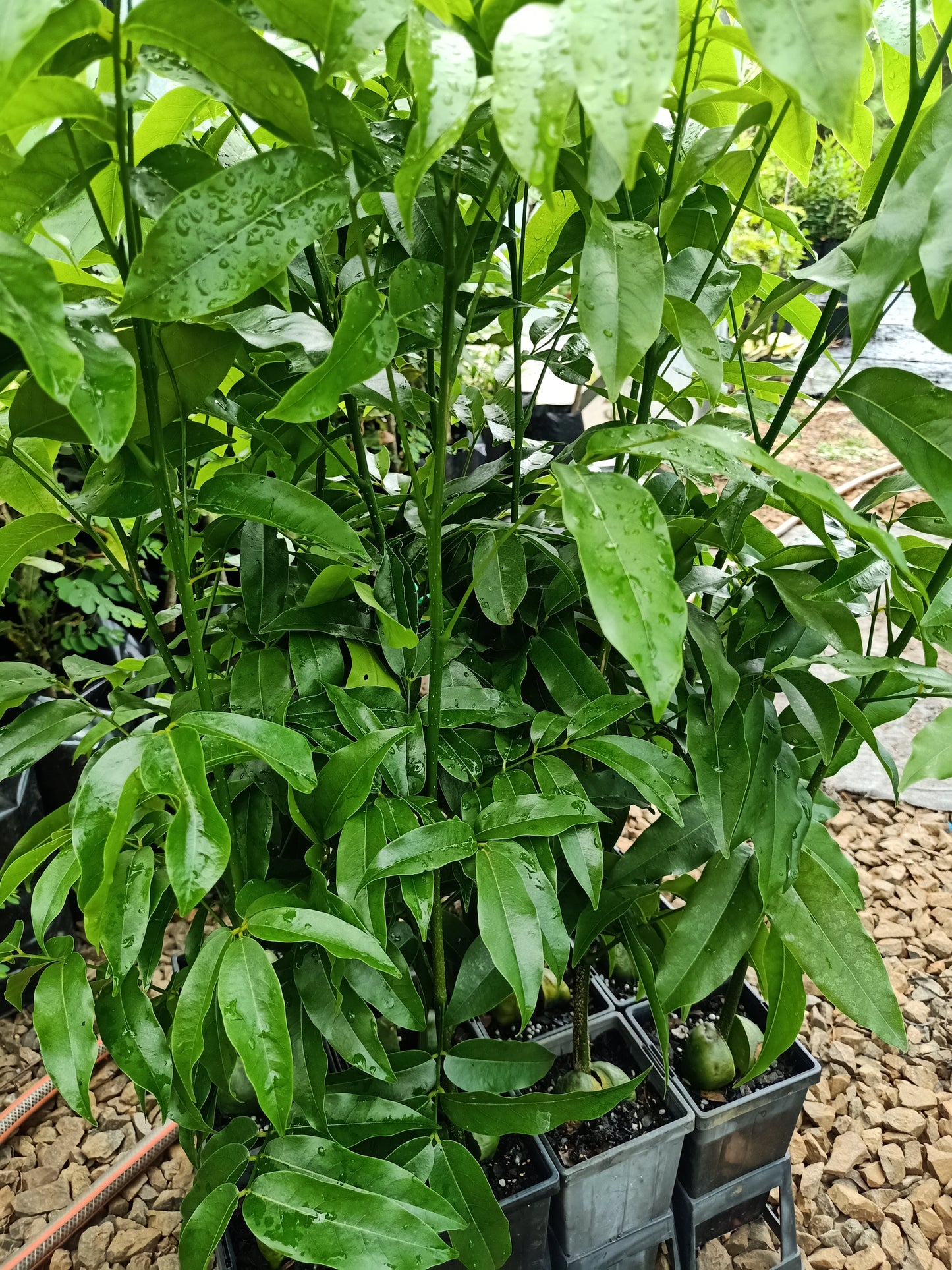 Black bean tree/Moreton Bay Chestnut - Castanospermum australe