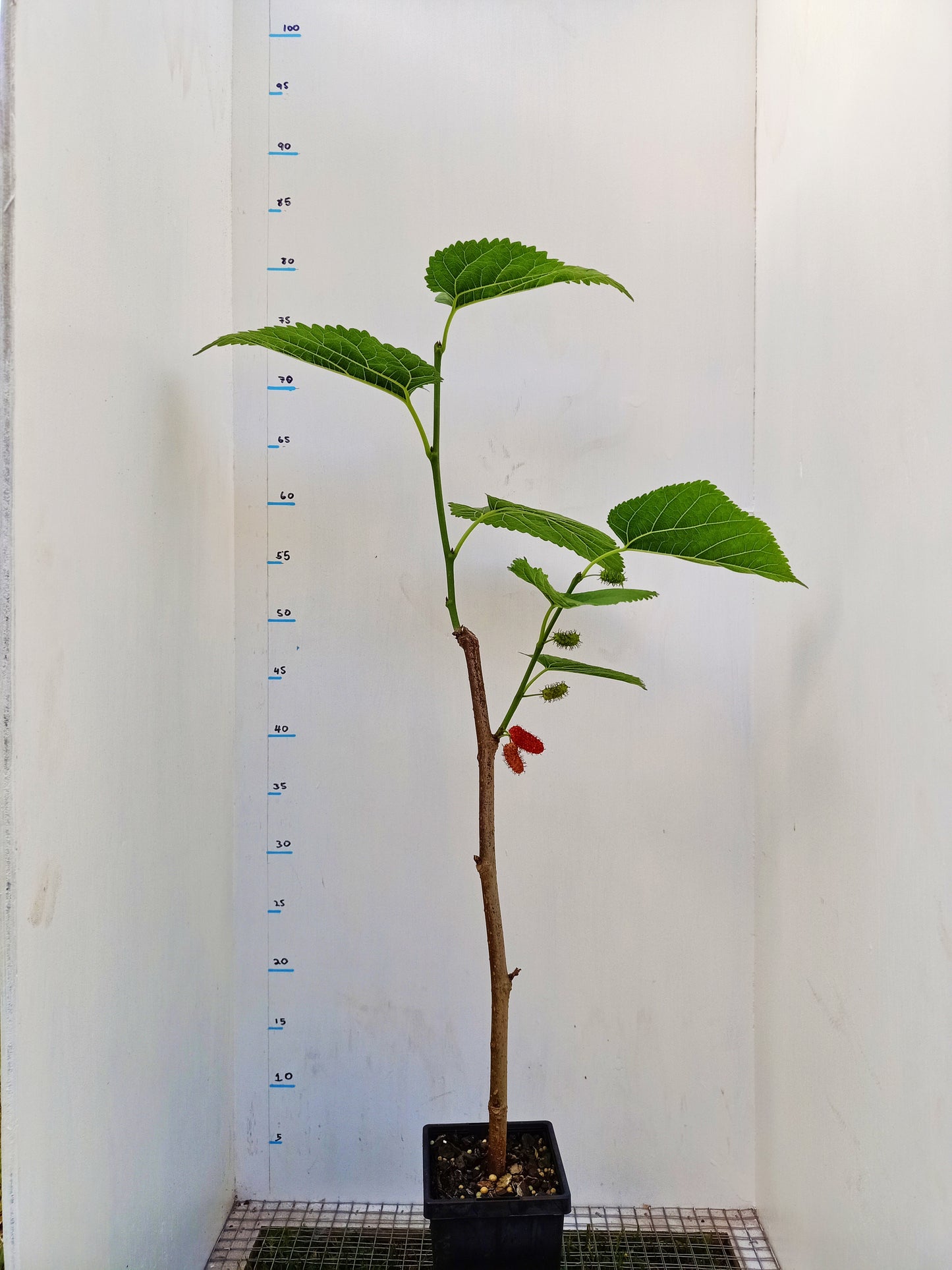 Dwarf black mulberry - Morus nigra 'Dwarf' Free express shipping