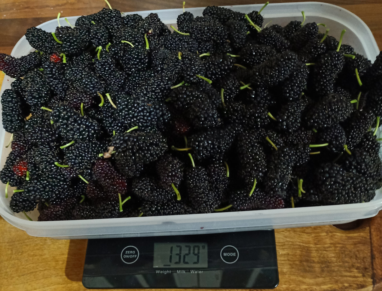 Dwarf black mulberry - Morus nigra 'Dwarf' Free express shipping