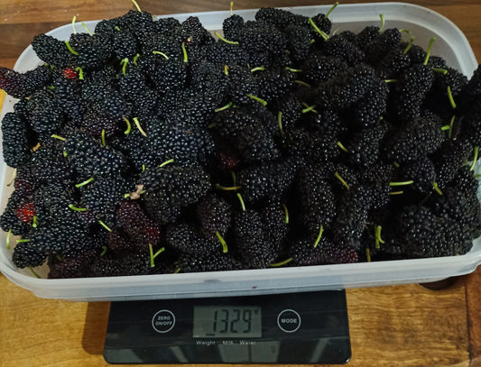 Dwarf black mulberry - Morus nigra 'Dwarf' Free express shipping