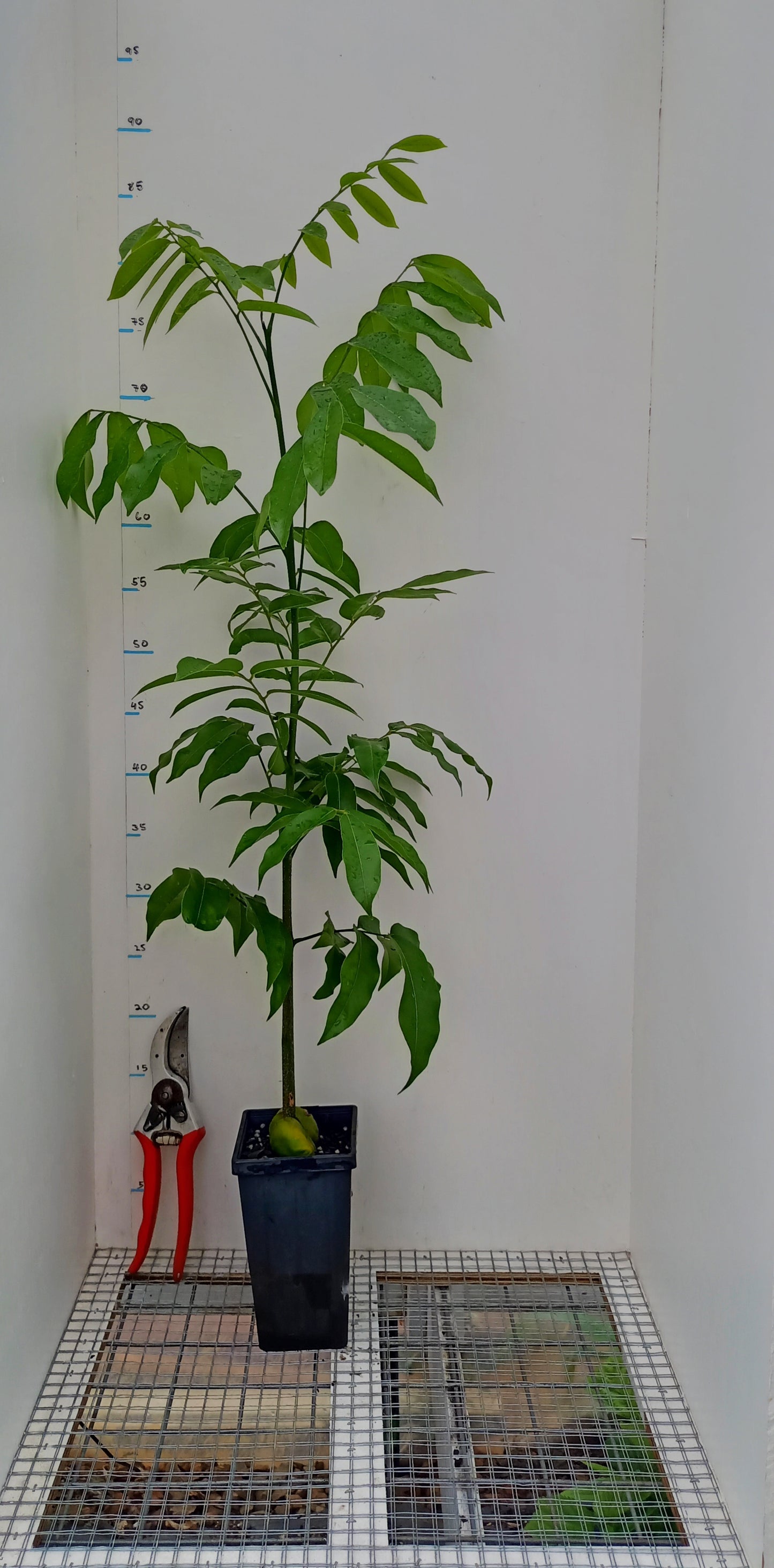 Black bean tree/Moreton Bay Chestnut - Castanospermum australe