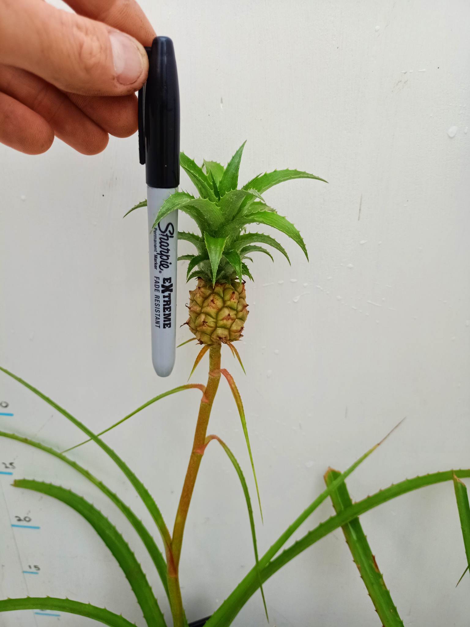 Ananas nanus 'Cathy' - Ornamental Miniature Pineapple (4.5 Round)
